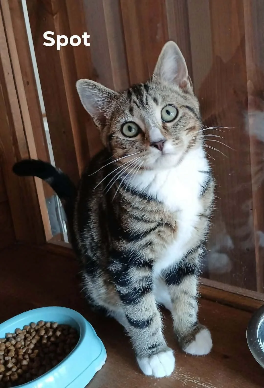 Spot-Kitten-For-Adoption-With-HART-2.jpg