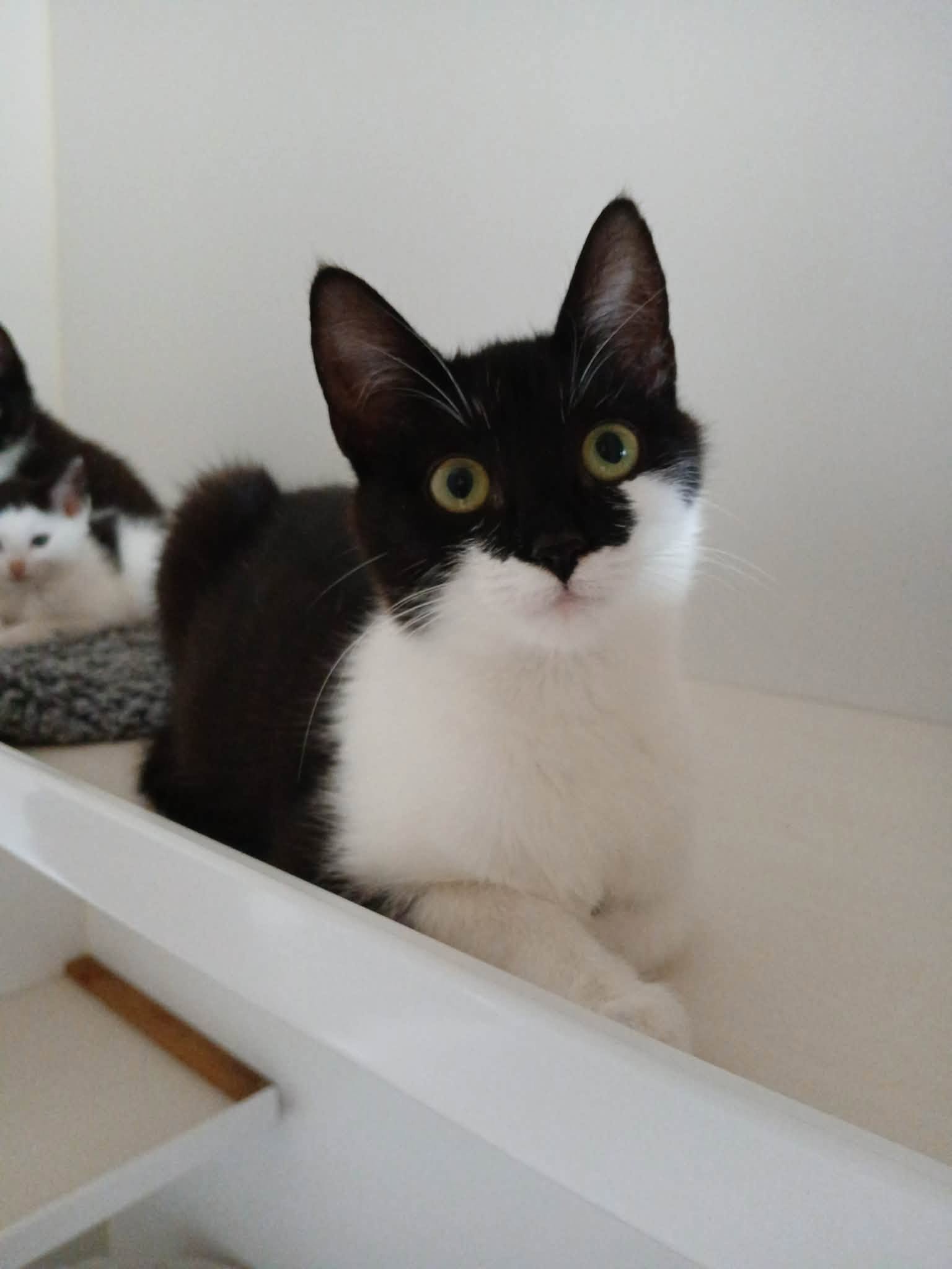 Pudding-Adult-Black-Cat-For-Adoption-With-HART-2.jpg