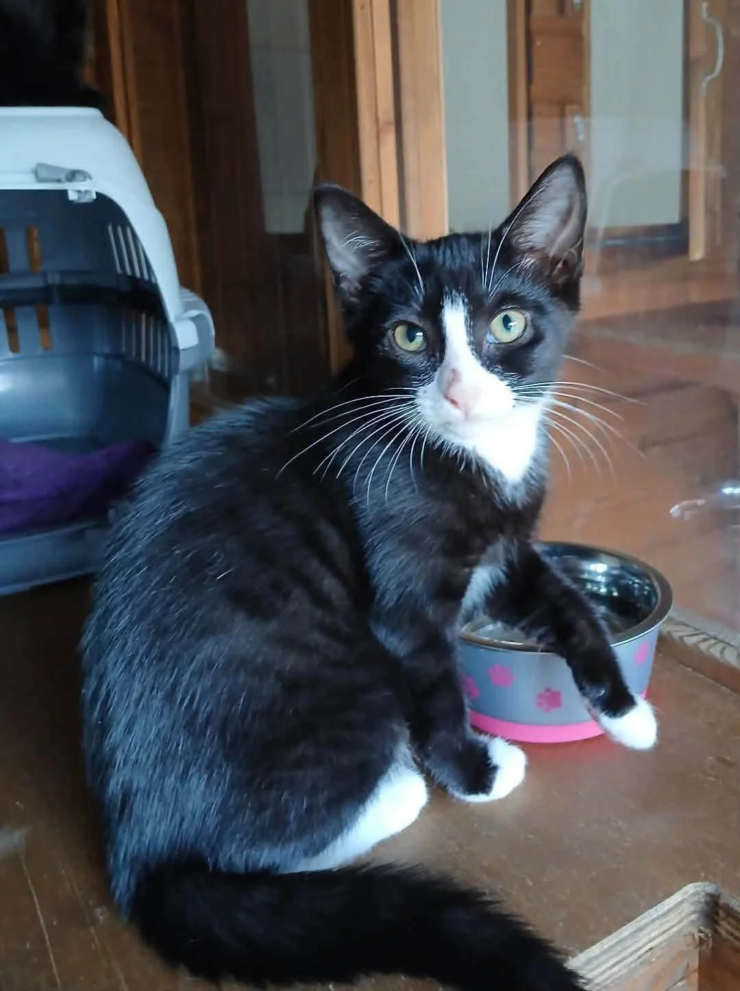 Madi-Kitten-For-Adoption-With-HART-2.jpg