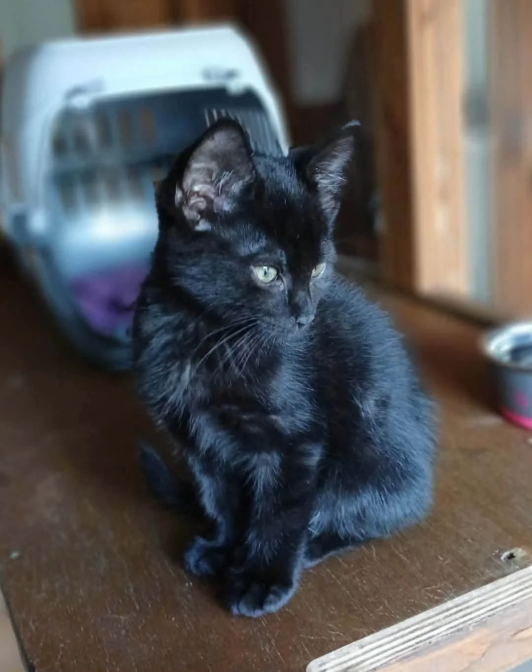 Pickle-Kitten-For-Adoption-With-HART-2.jpg