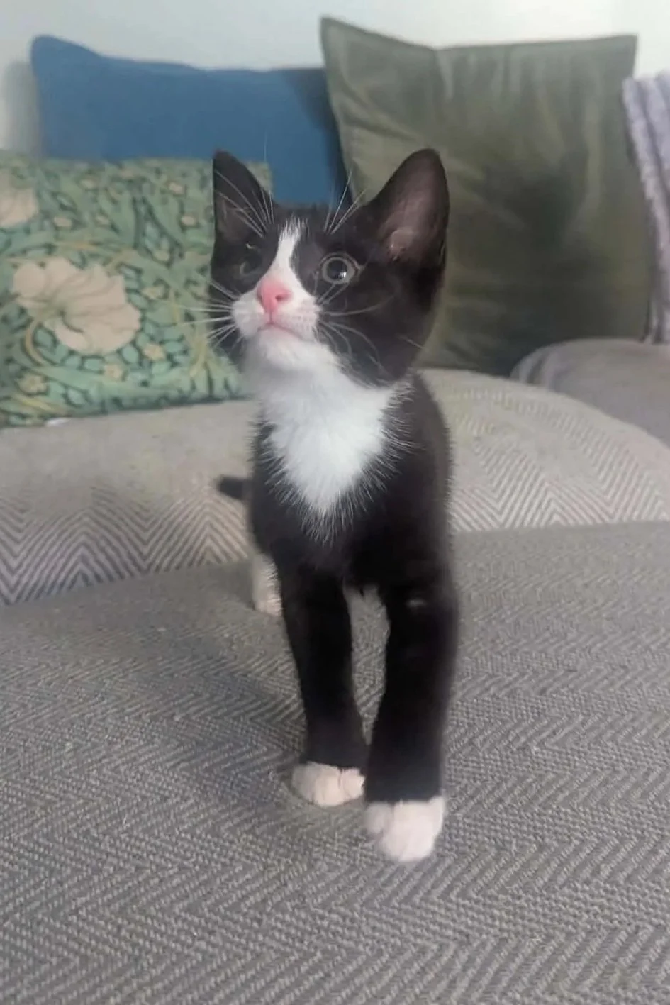 Madi-Kitten-For-Adoption-With-HART-3.jpg