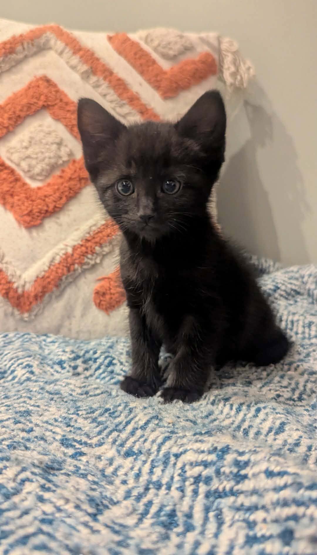 Pickle-Kitten-For-Adoption-With-HART-3.jpg