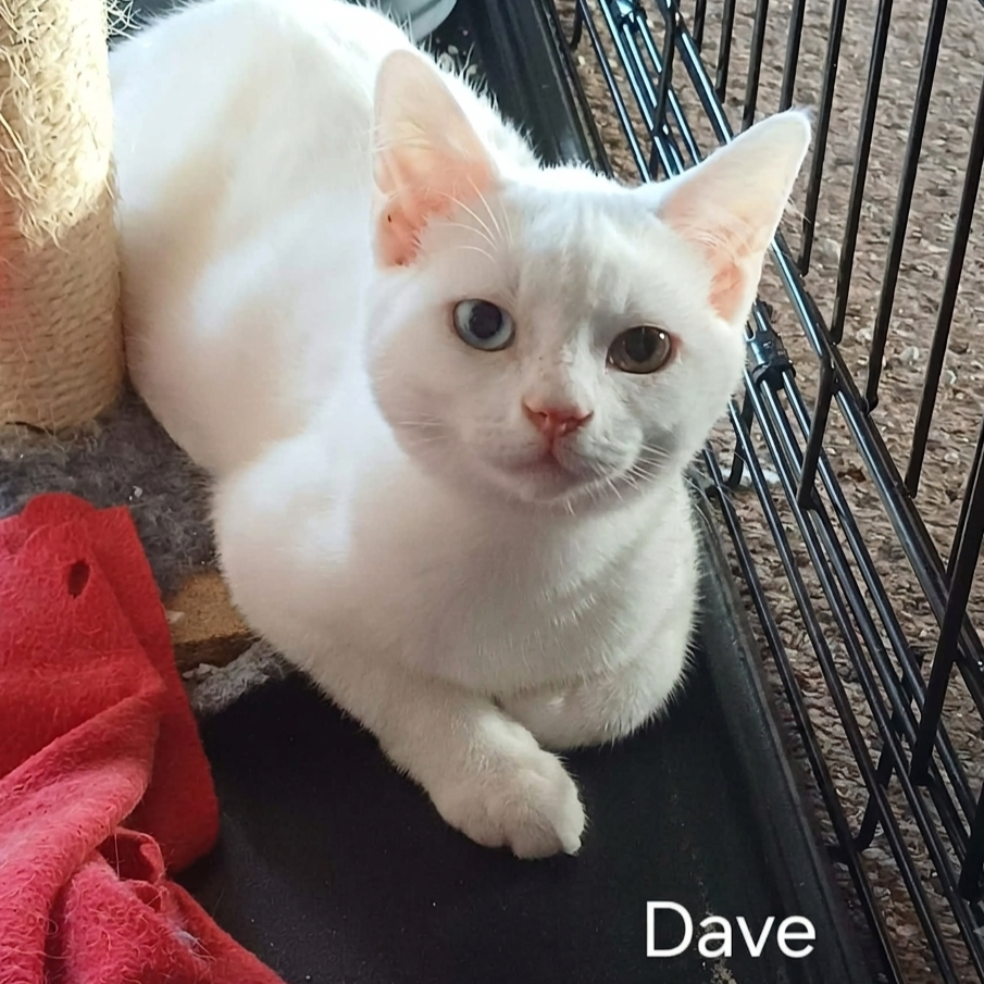 Dave-Kitten-For-Adoption-With-HART-2.png