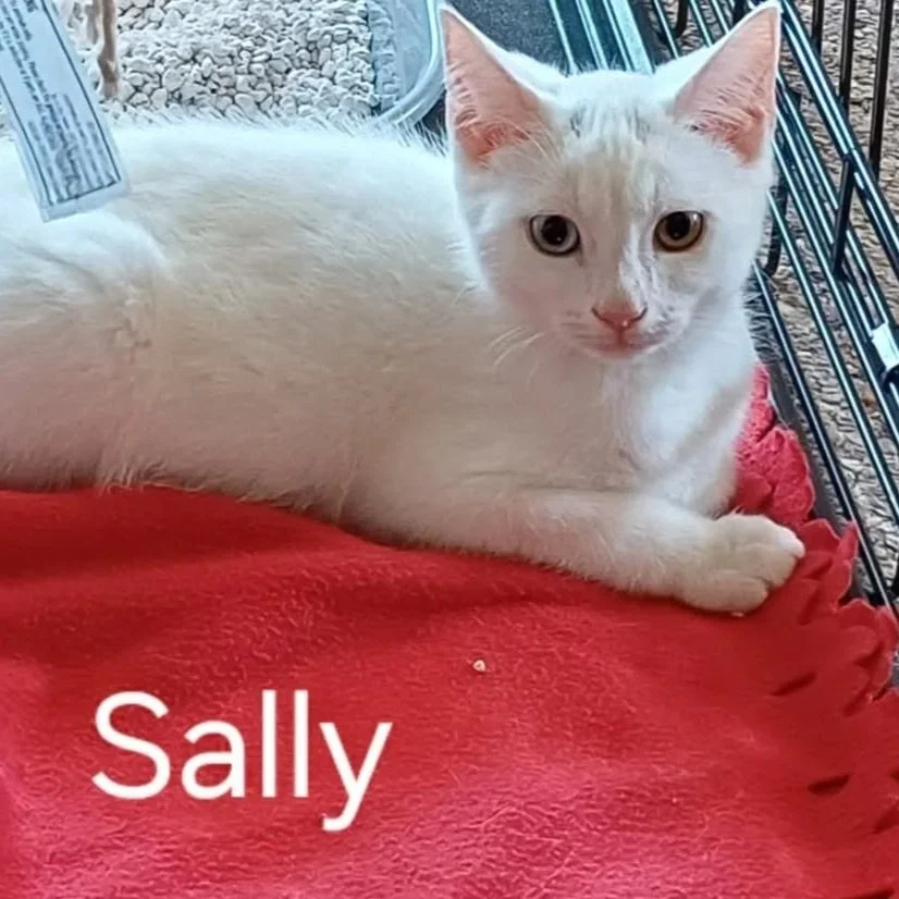 Sally-Kitten-For-Adoption-With-HART-3.jpg