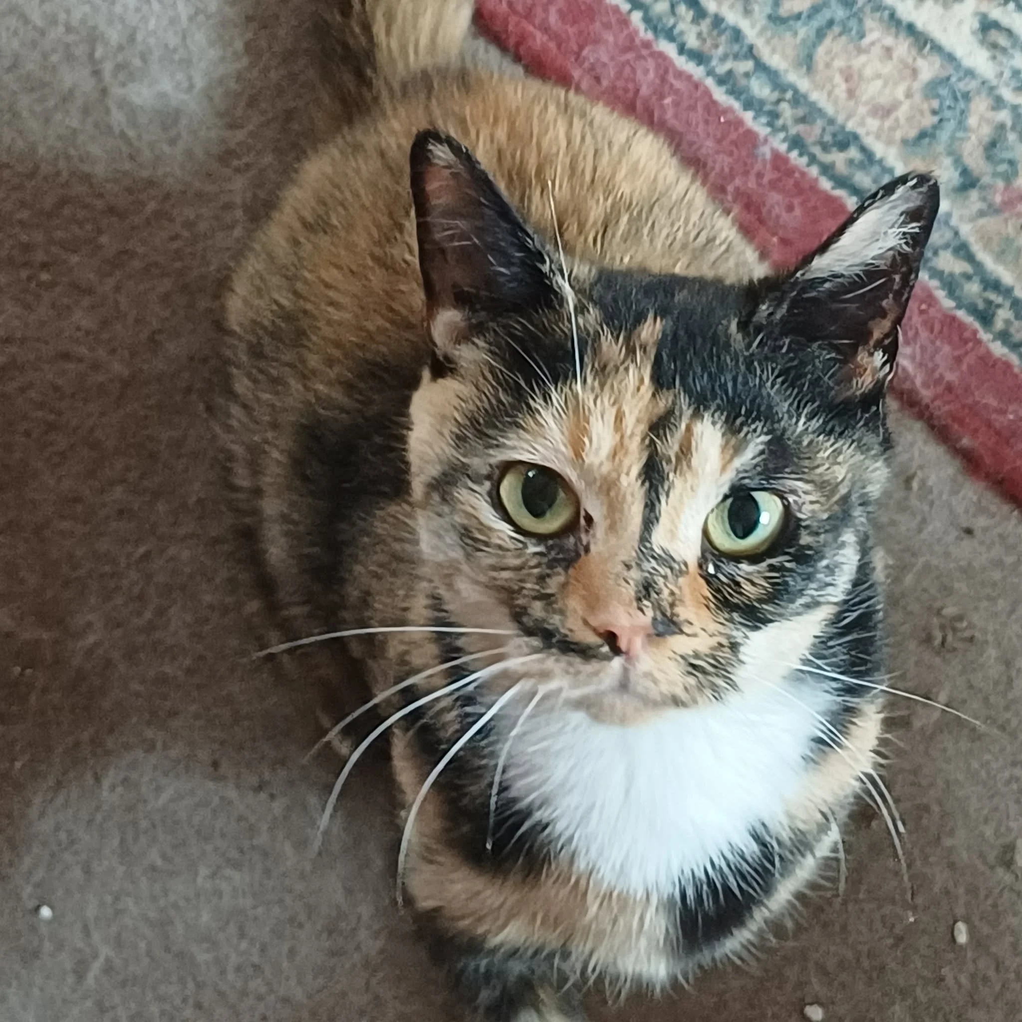 Dipsy-Adult-Cat-For-Adoption-With-HART-5.jpg