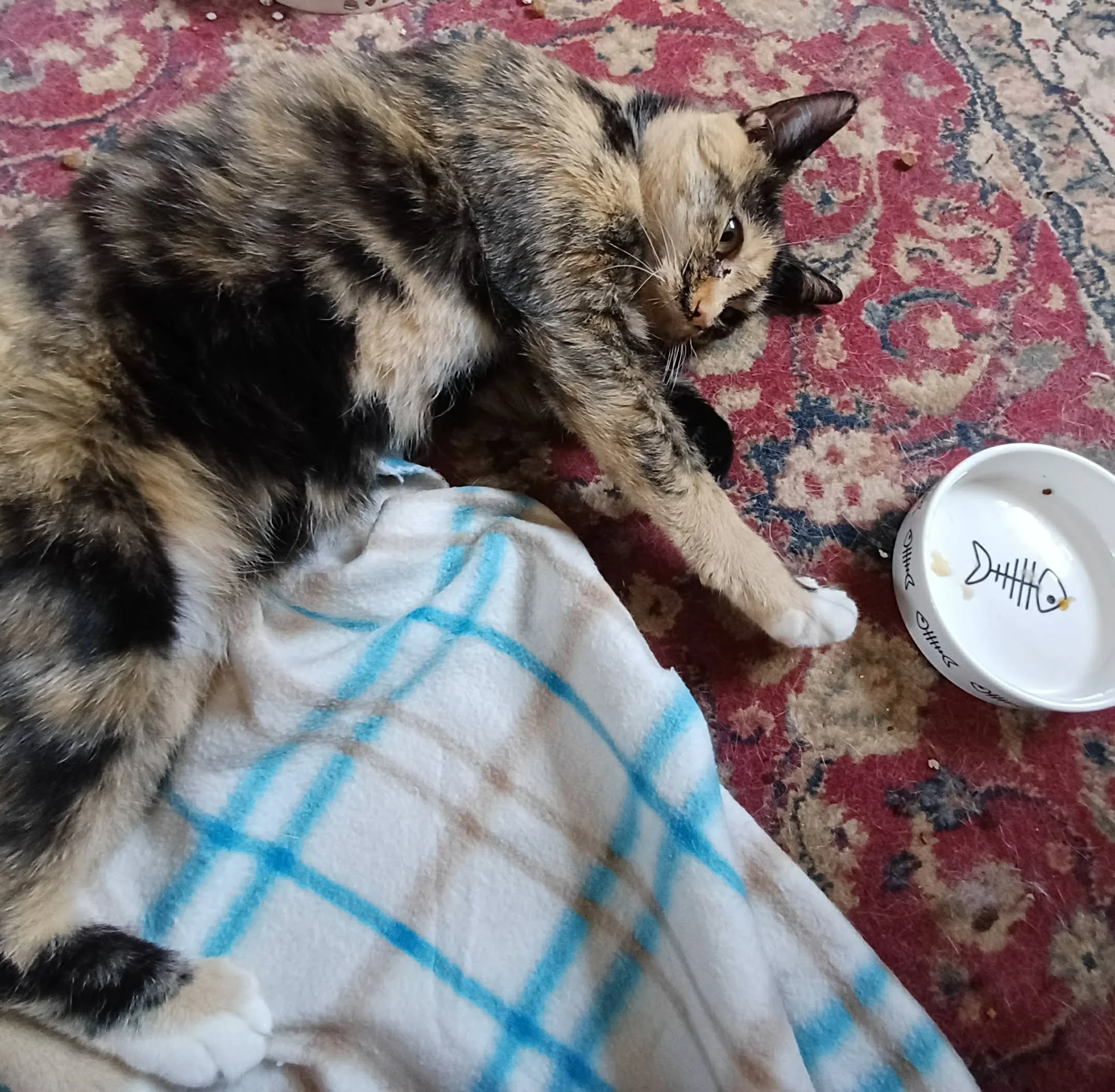 Dipsy-Adult-Cat-For-Adoption-With-HART-3.jpg