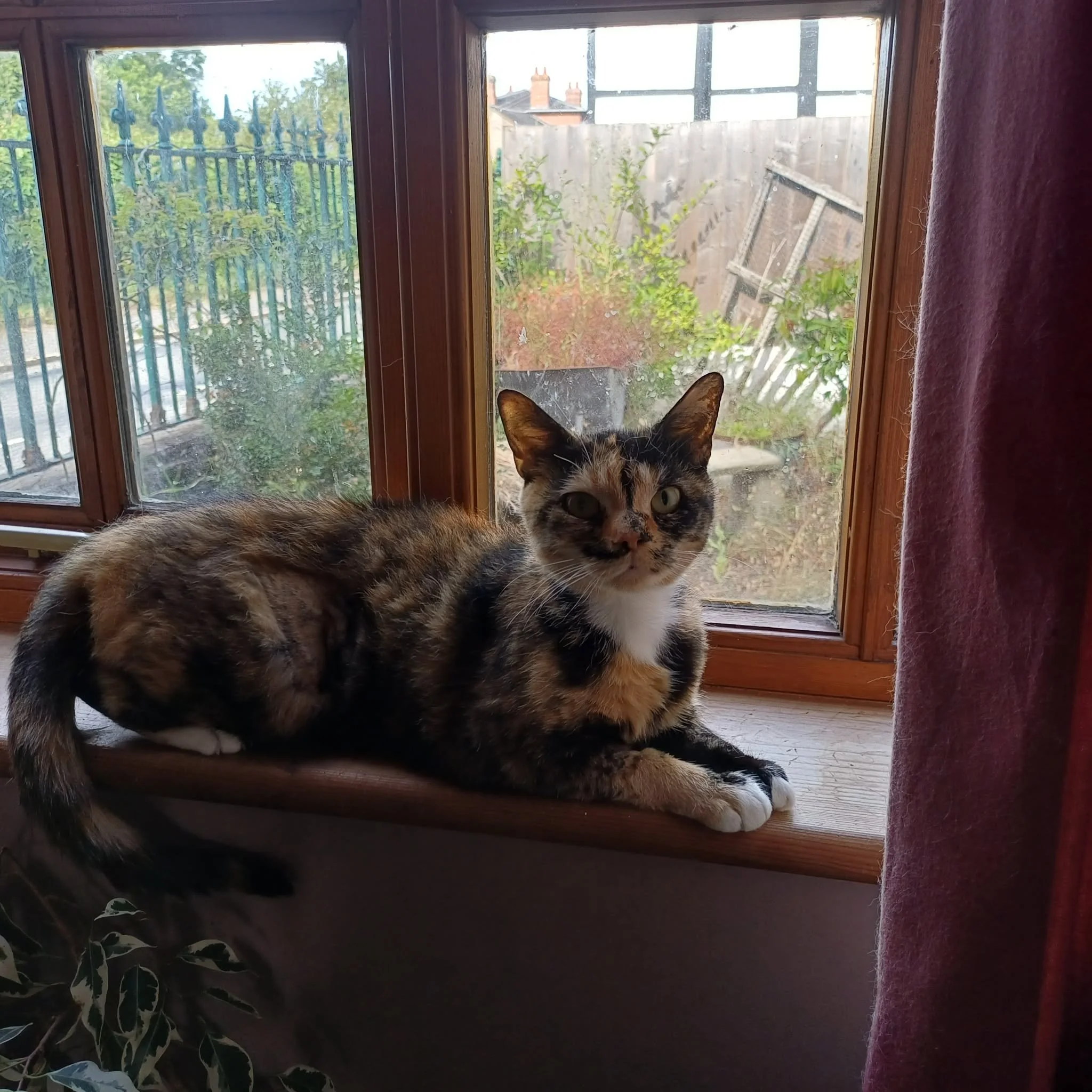Dispy-Adult-Cat-For-Adoption-With-HART-1.jpg