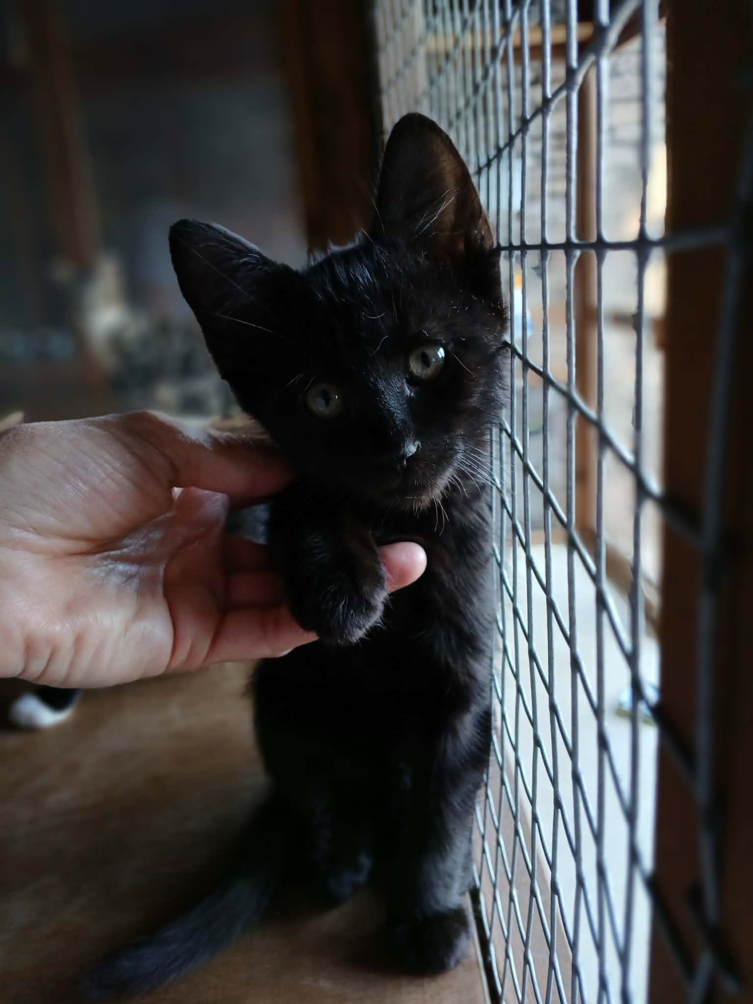 Pickle-Kitten-For-Adoption-With-HART-5.jpg