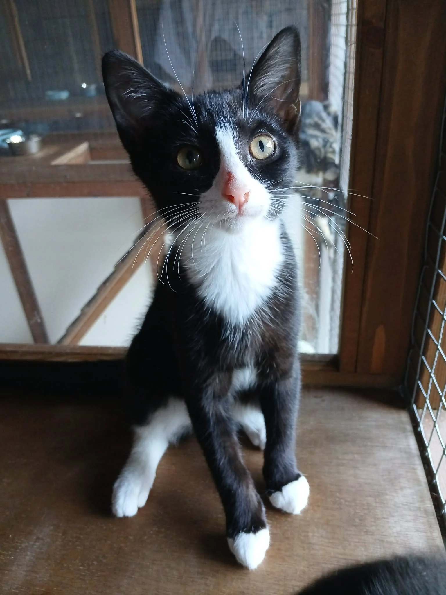 Madi-Kitten-For-Adoption-With-HART-4.jpg