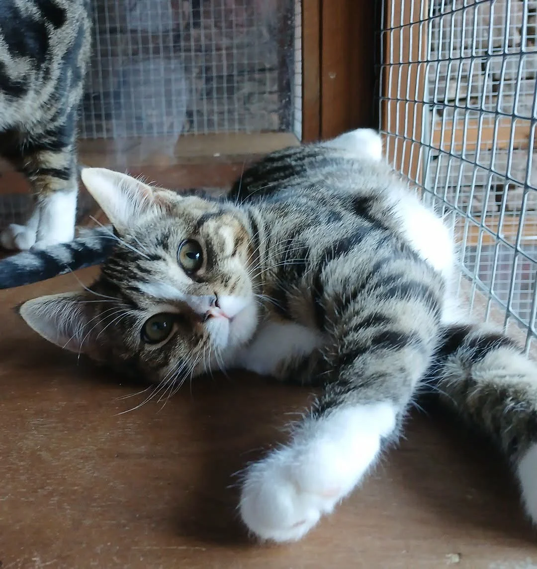 Zelda-Kitten-For-Adoption-With-HART-1.jpg