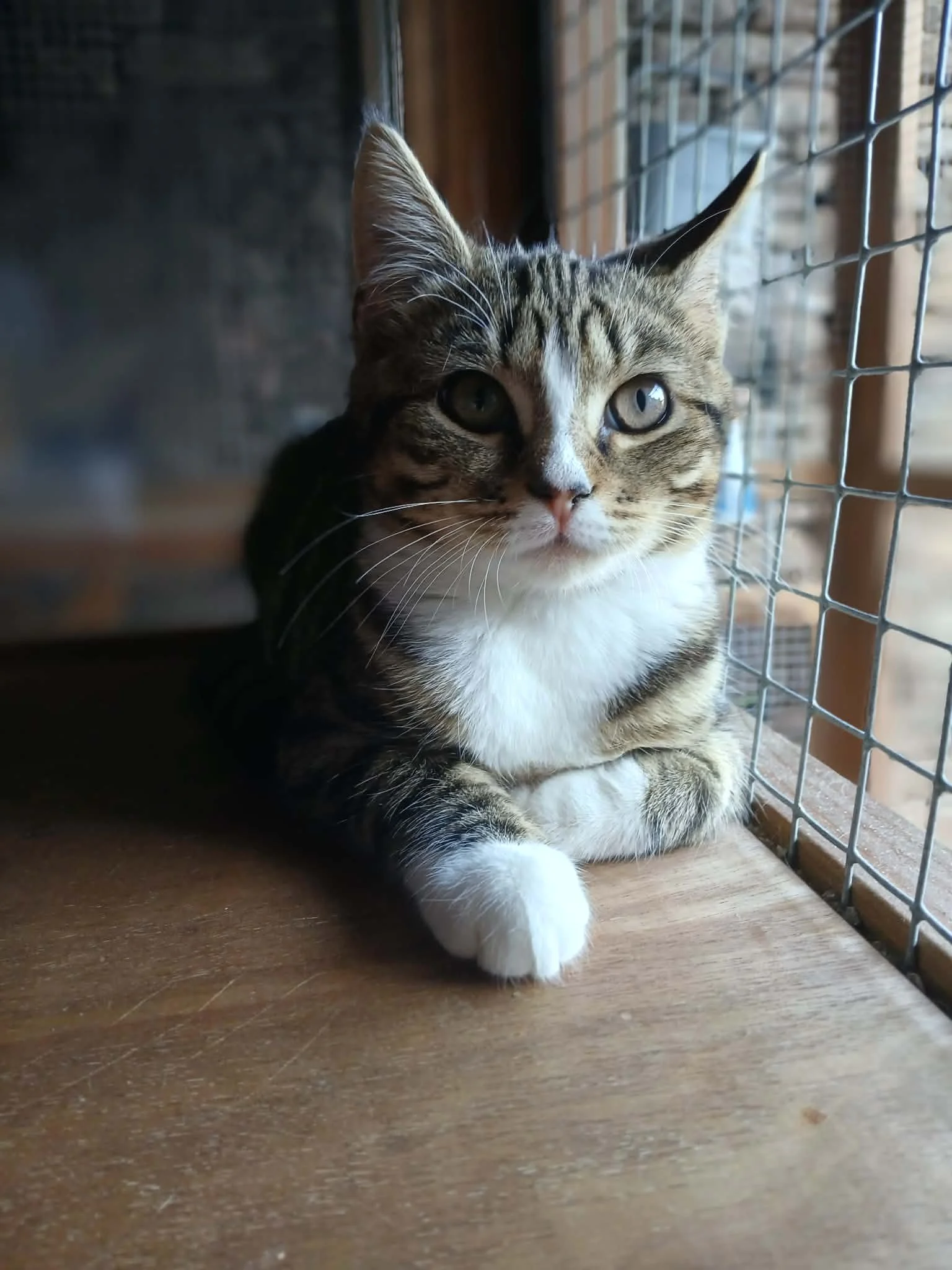 Zelda-Kitten-For-Adoption-With-HART-2.jpg