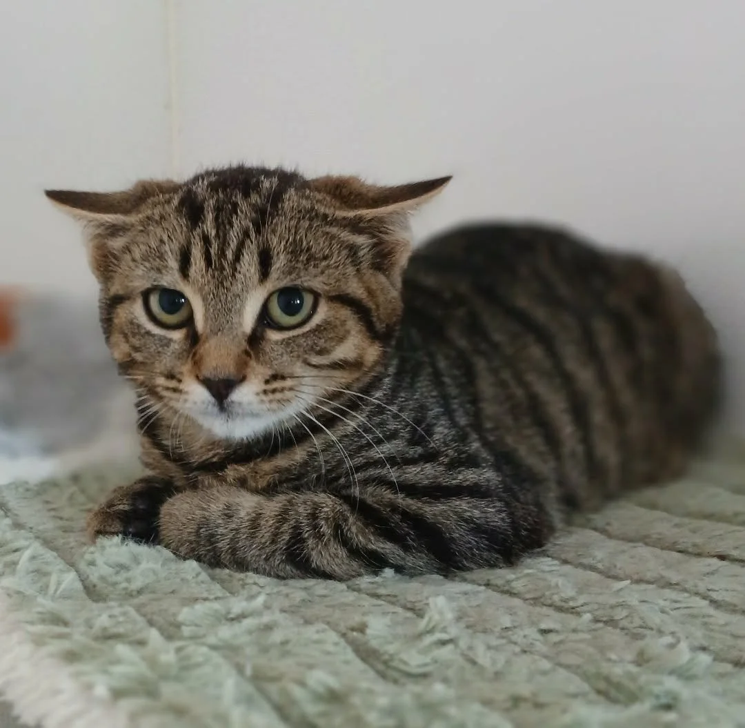 Roo-Kitten-For-Adoption-With-HART-1.jpg