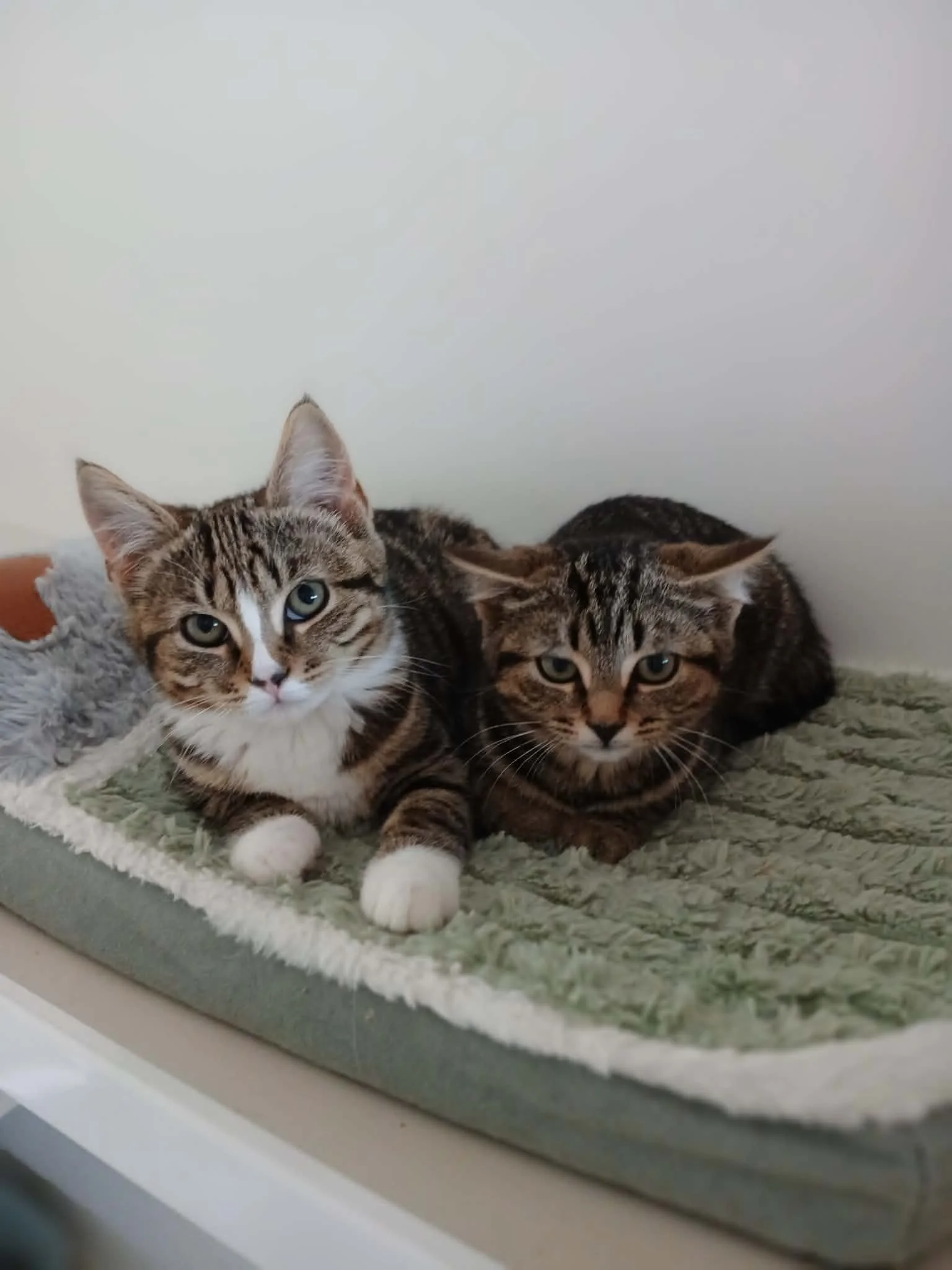 Zelda & Roo-Kittens-For-Adoption-With-HART-3.jpg