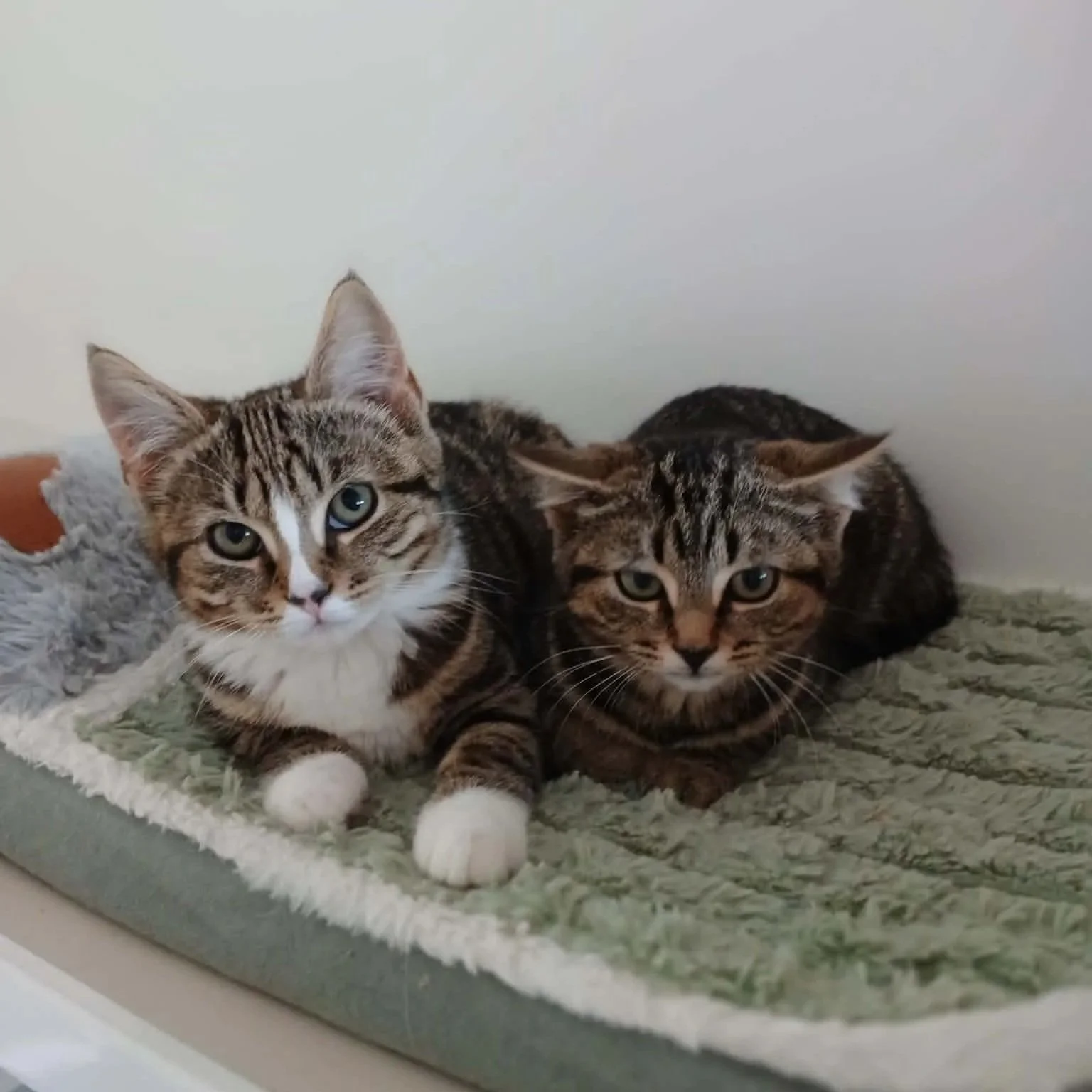 Roo &amp; Zelda