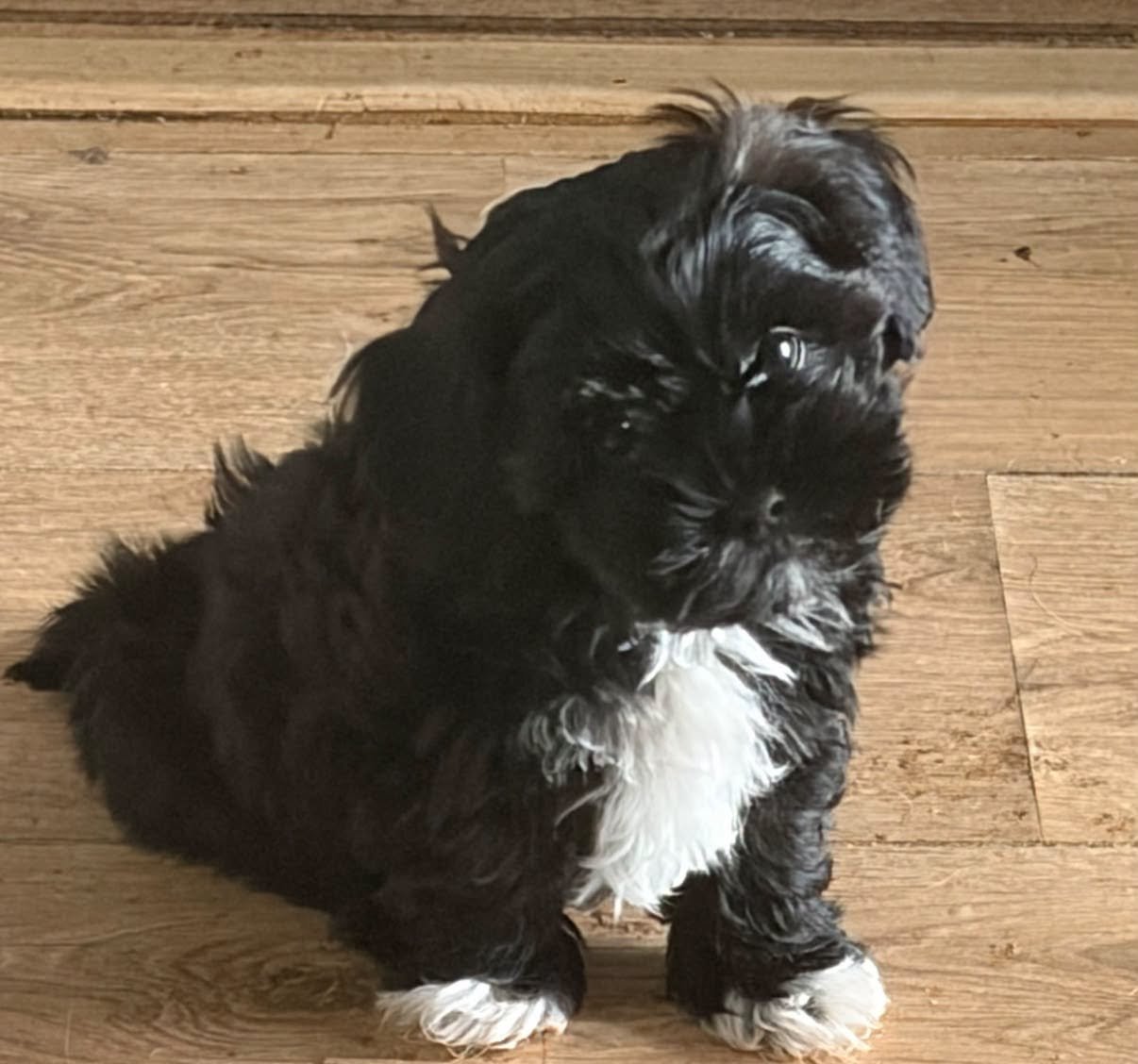 Evan-Puppy-For-Adoption-With-HART-6.jpg