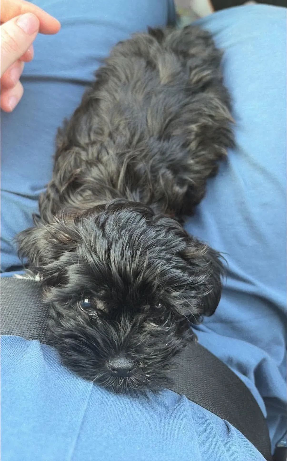 Evan-Puppy-For-Adoption-With-HART-5.jpg