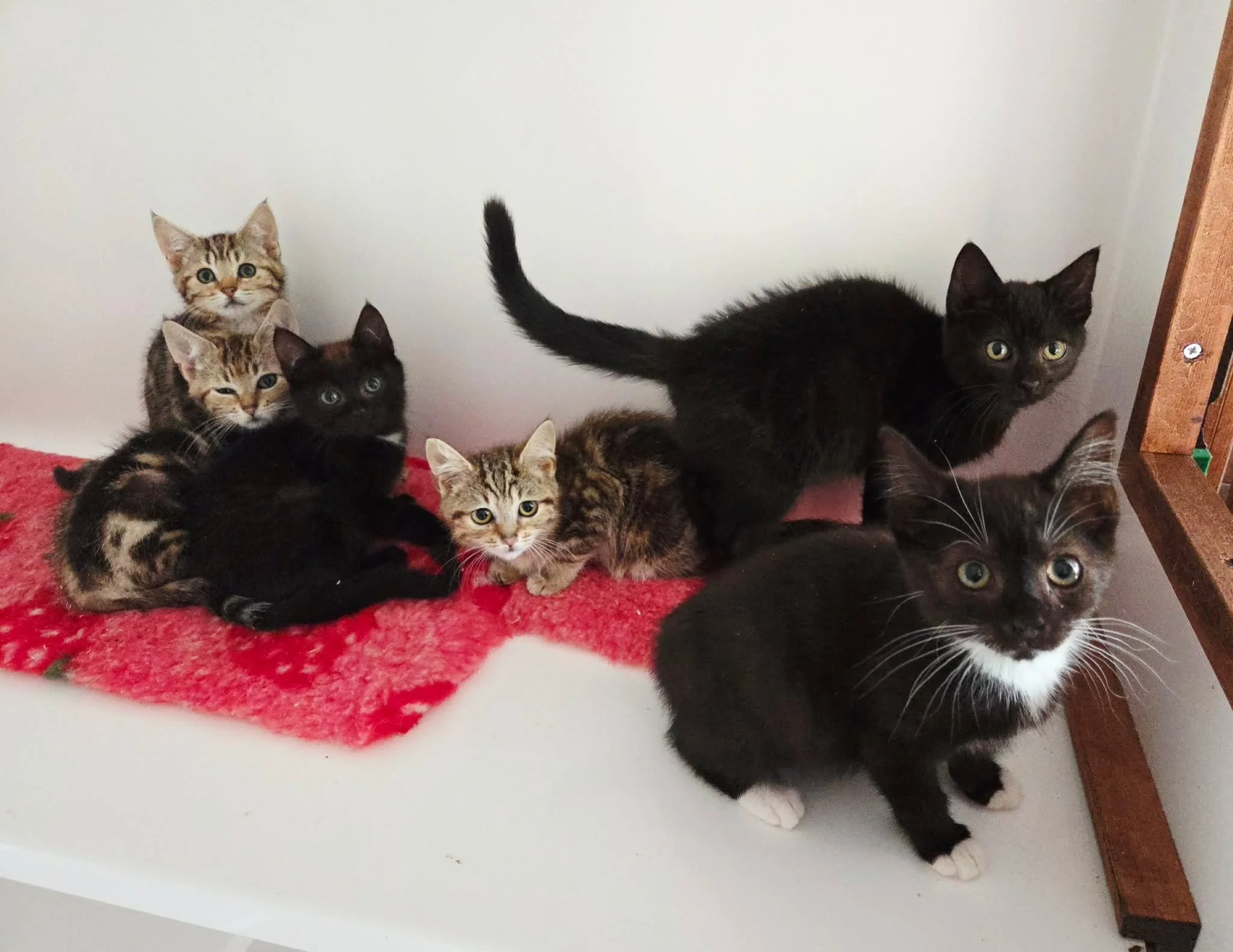 Star-Wars-Litter-Kittens-For-Adoption-With-HART.jpg