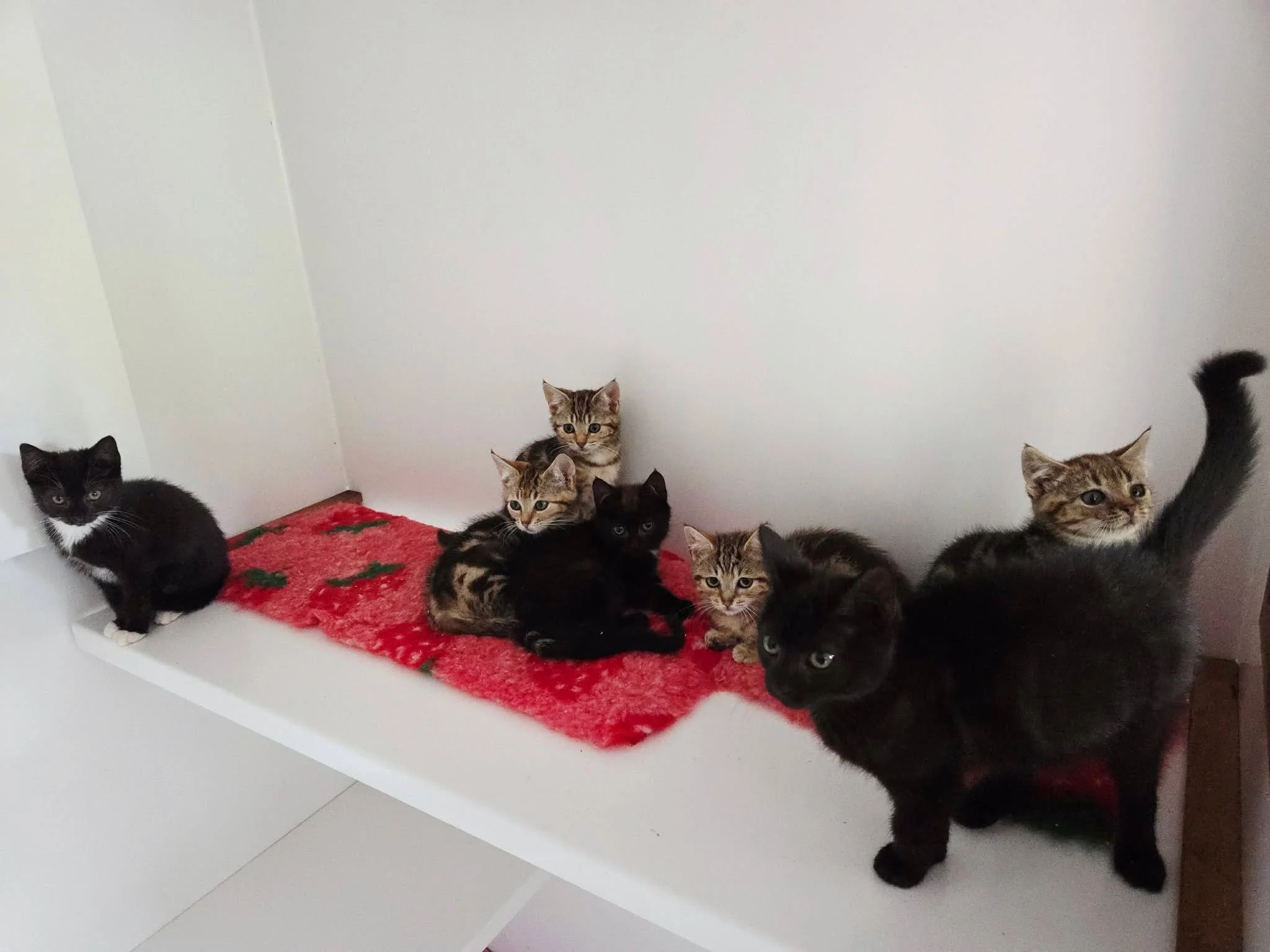 Star-Wars-Litter-Kittens-For-Adoption-With-HART-2.jpg