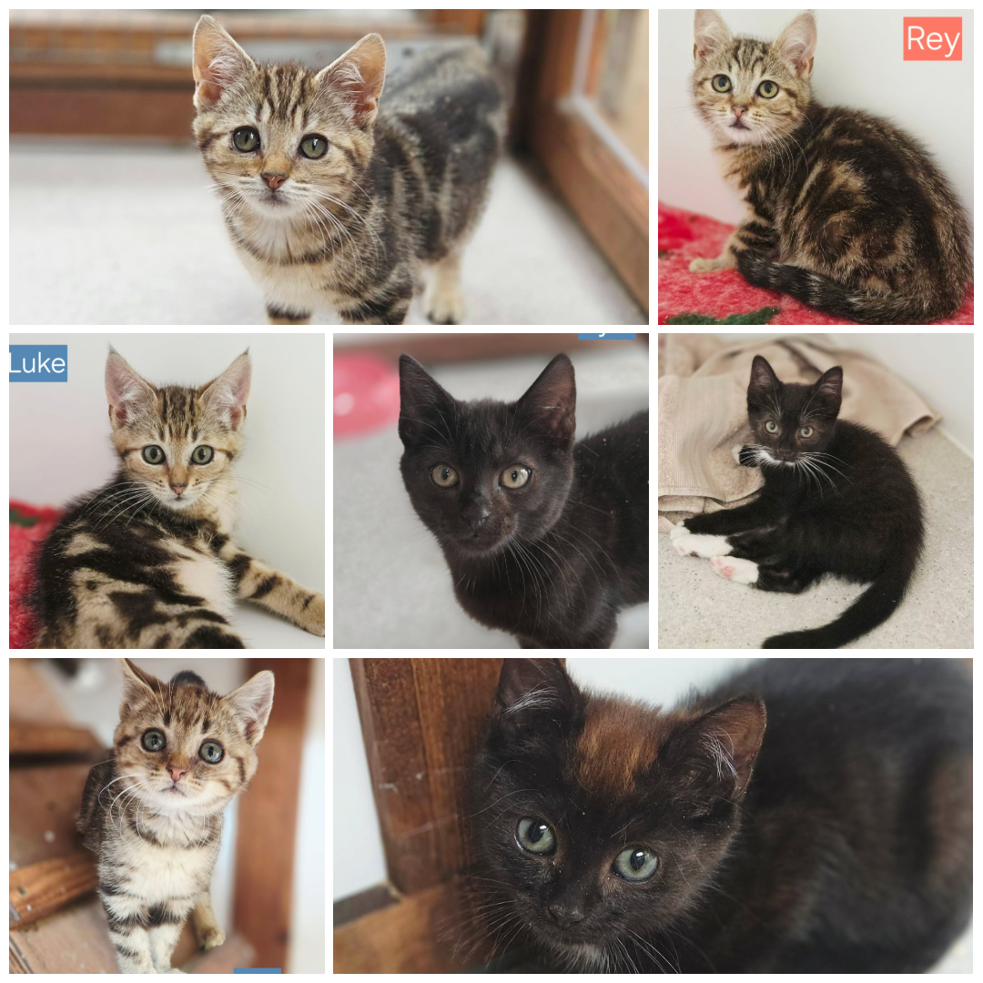The Star Wars Kittens