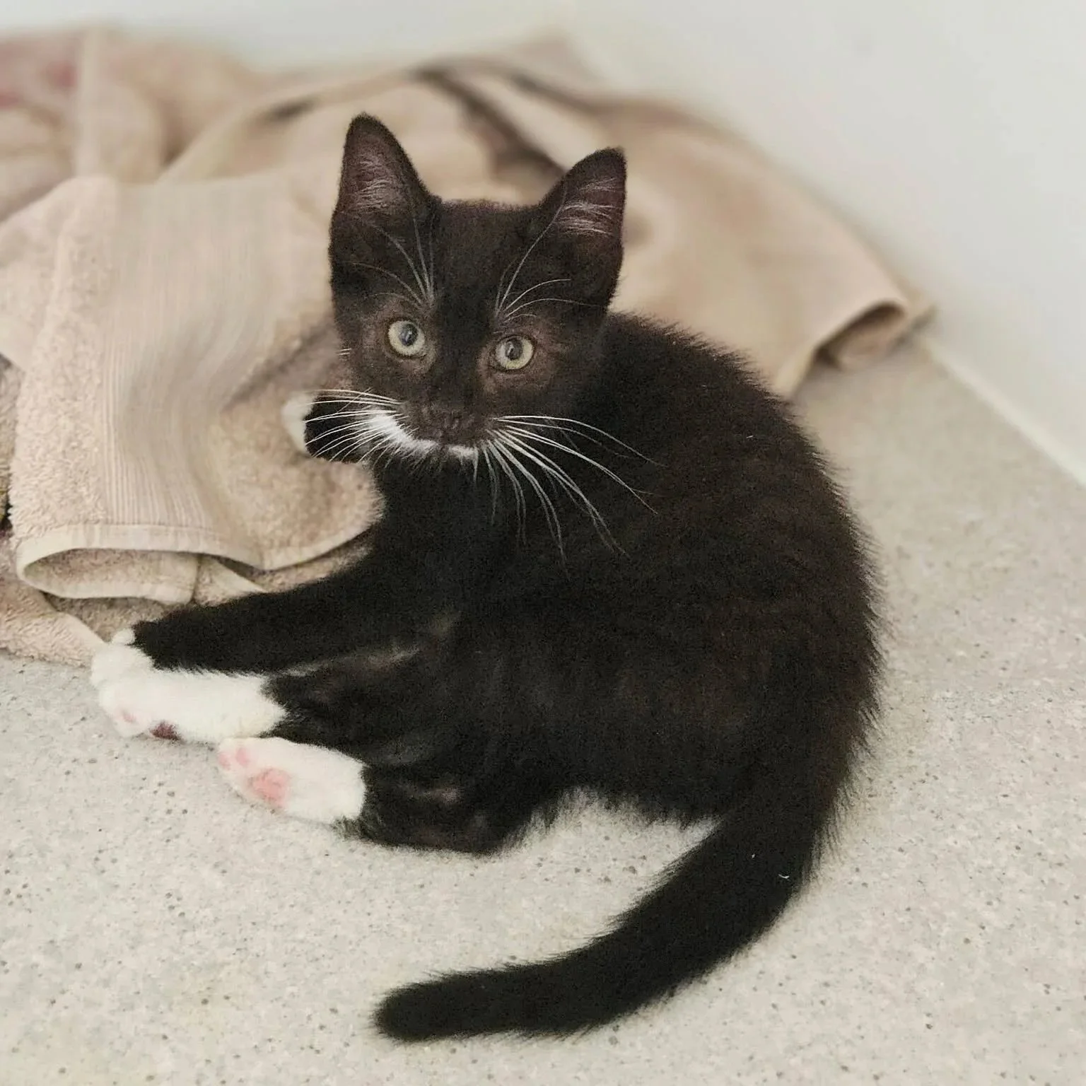 Anakin - The Last Star Wars Kitten