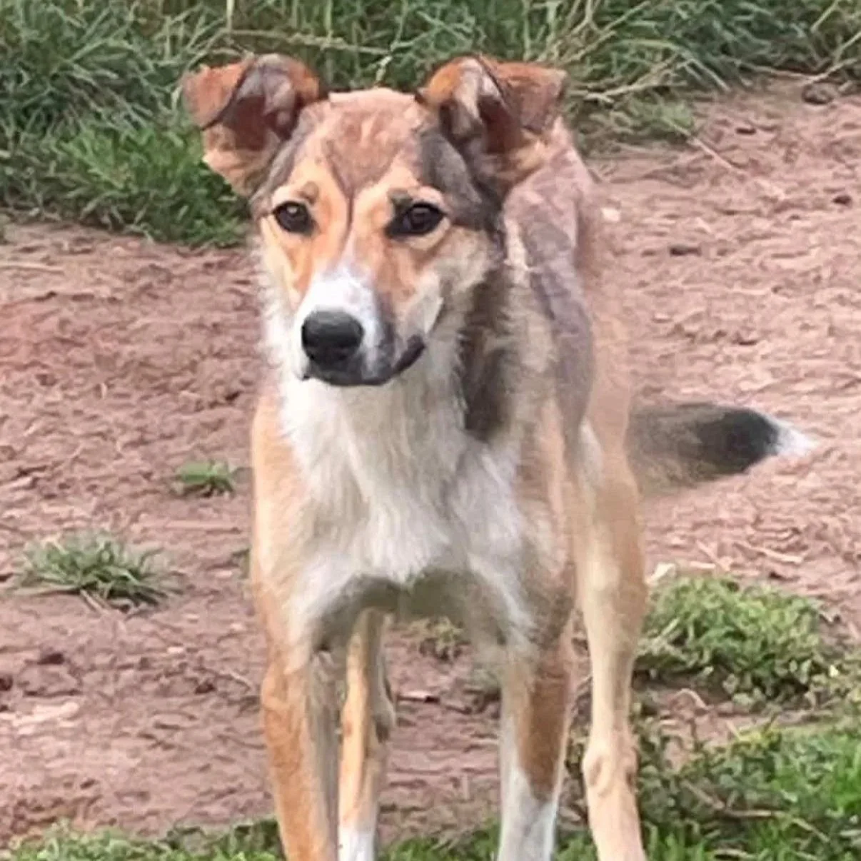 Foxy - Reserved