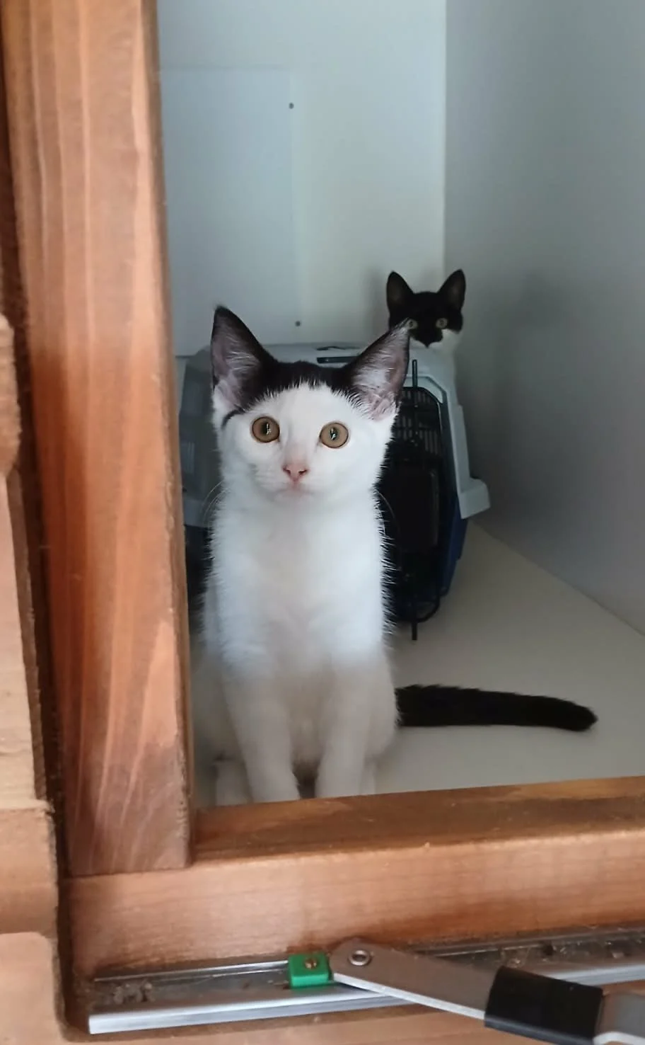 Pudding-and-Posie-Cats-For-Adoption-With-HART-4.jpg