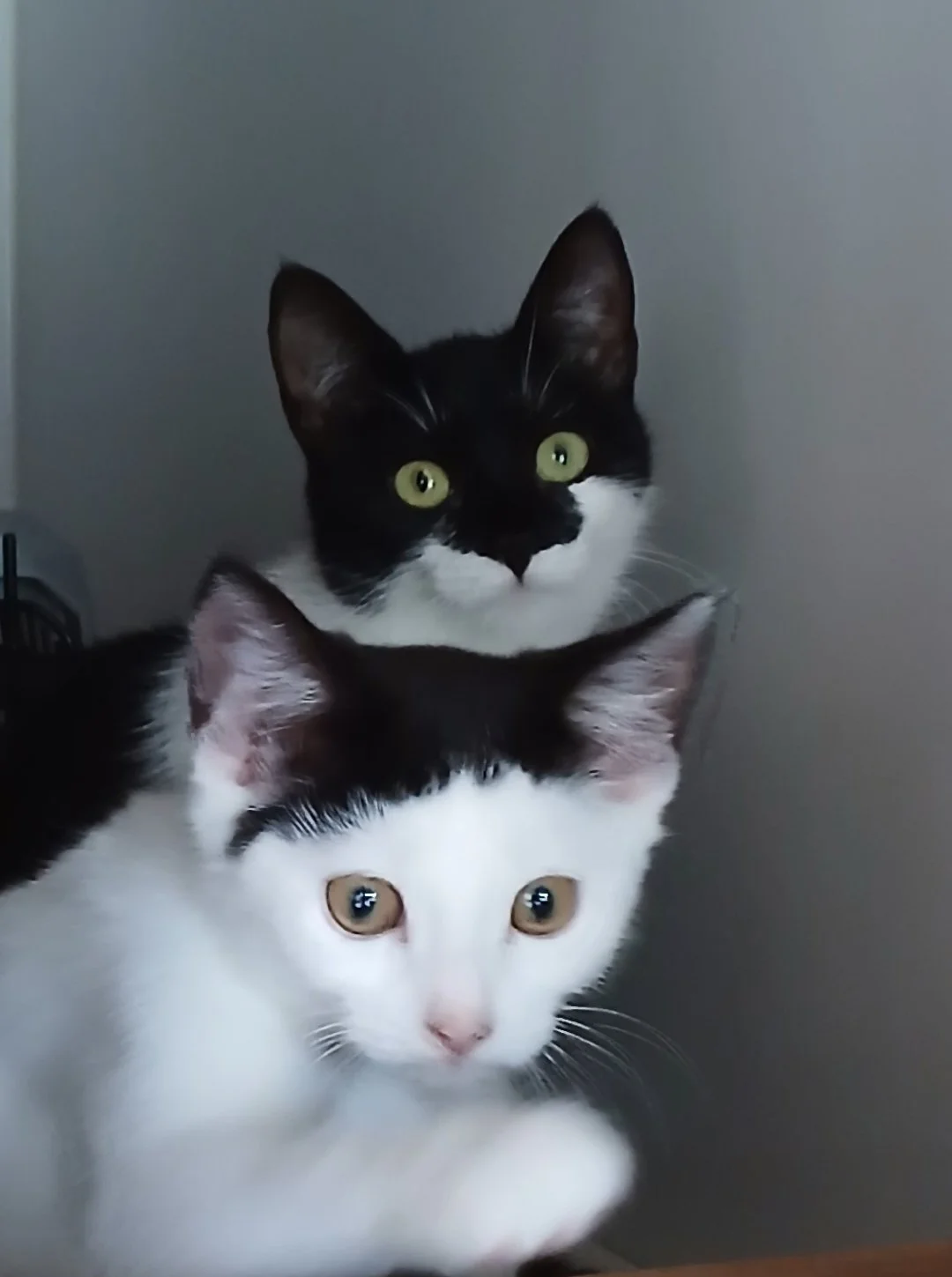 Pudding-and-Posie-Cats-For-Adoption-With-HART-3.jpg