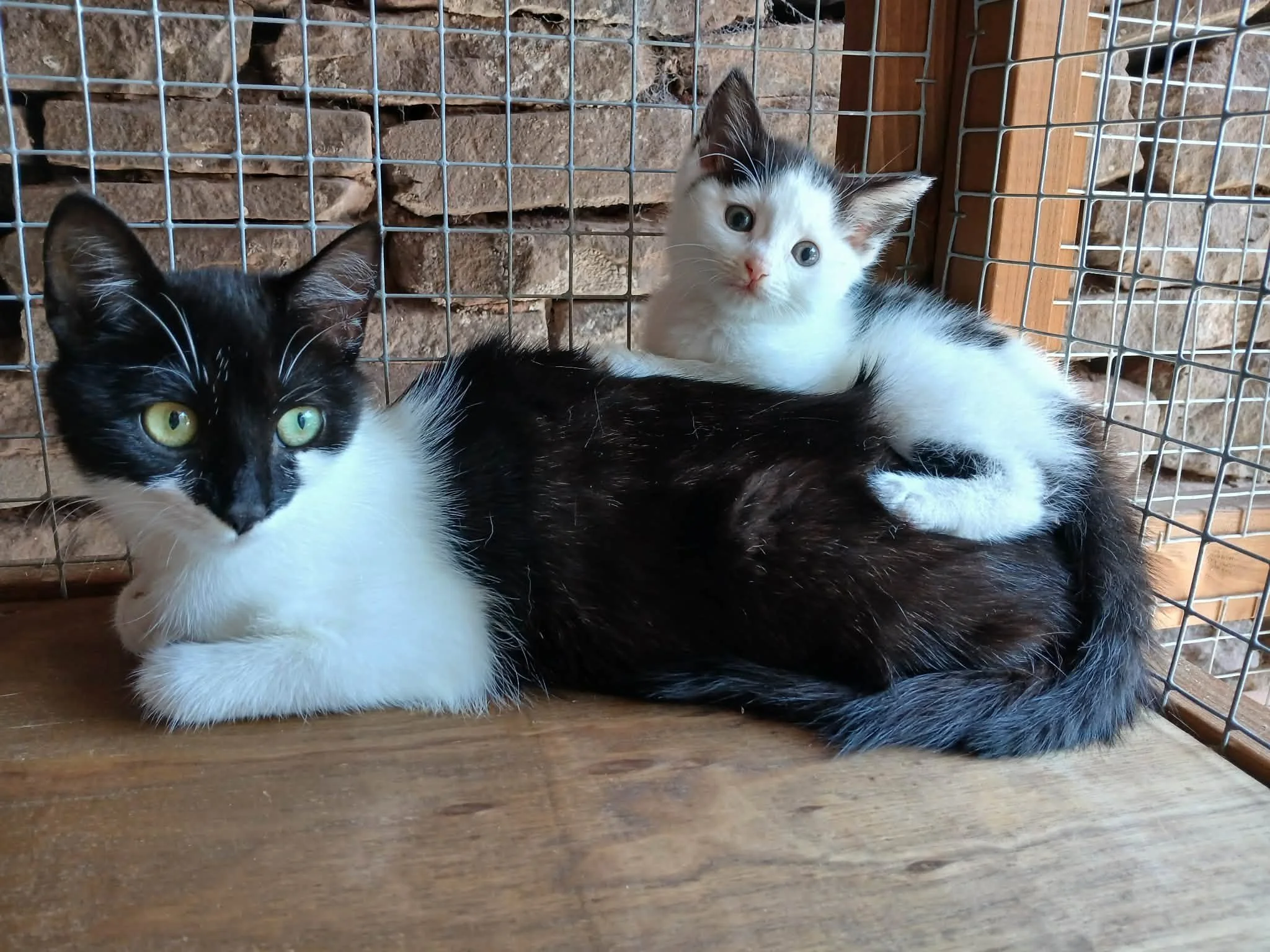 Pudding-and-Posie-Cats-For-Adoption-With-HART-1.jpg