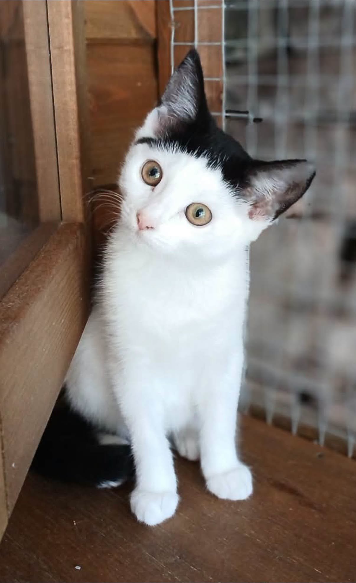 Posie-Kitten-For-Adoption-With-HART-2.jpg