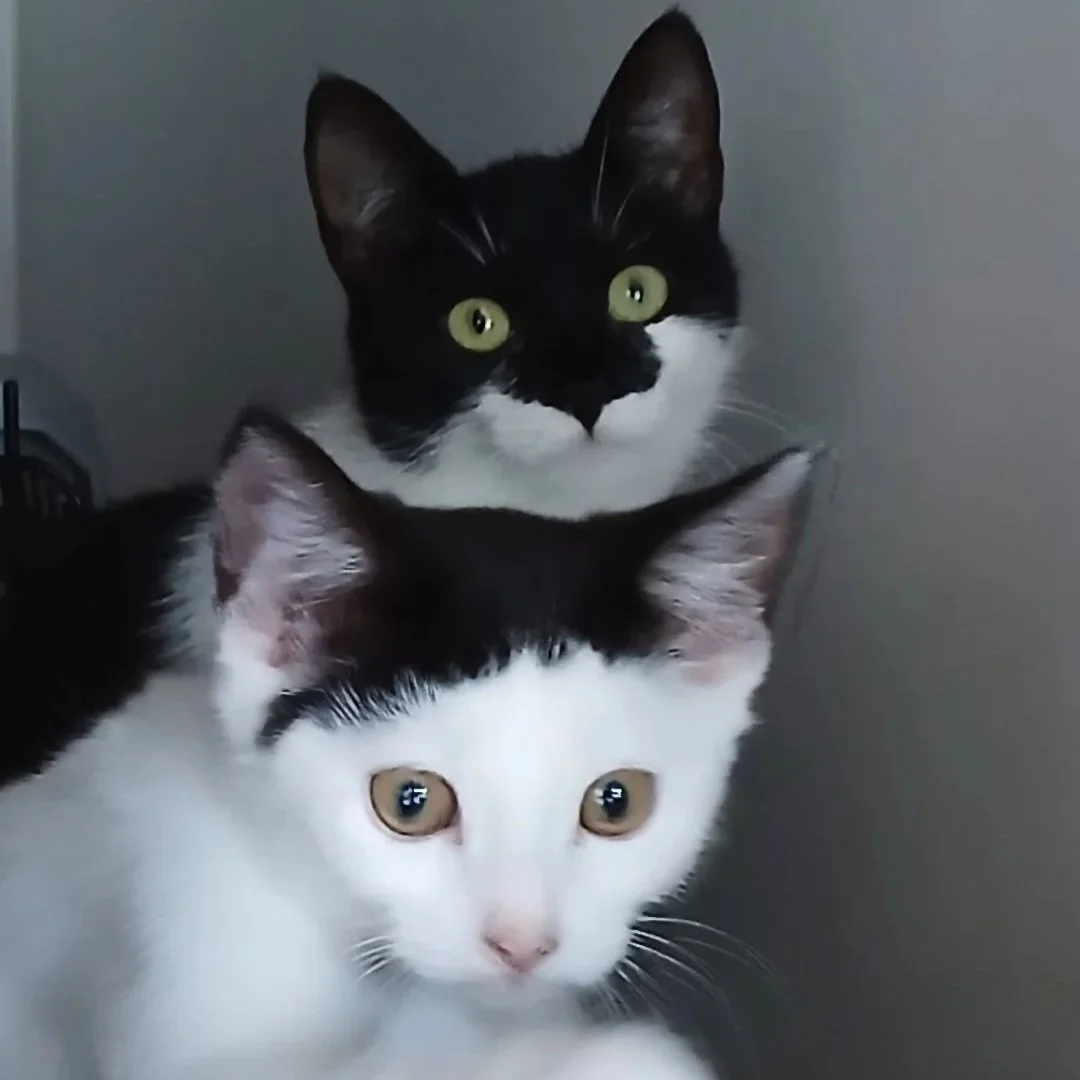 Pudding &amp; Posie