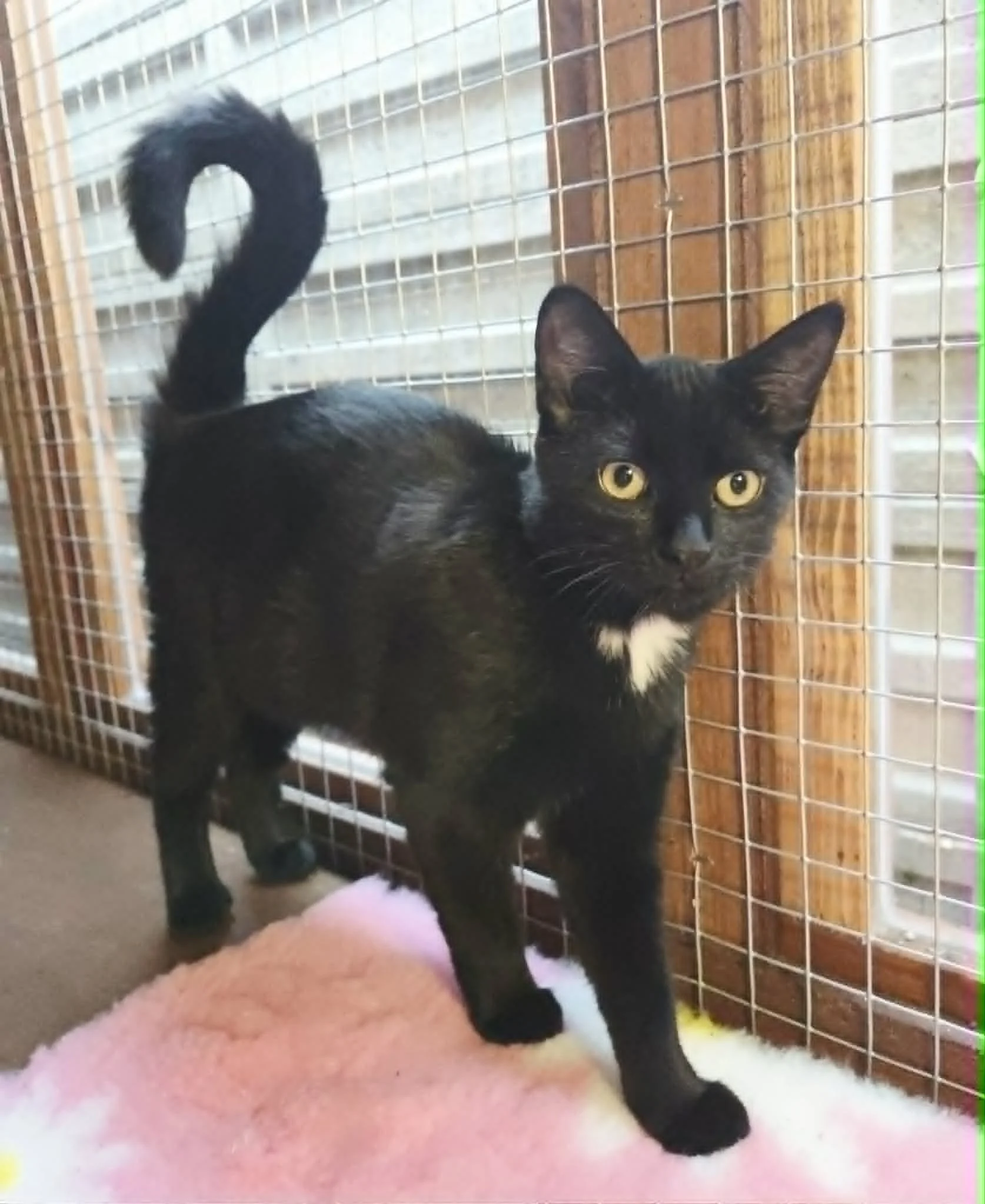 Lilith-Kitten-For-Adoption-With-Hart-4.jpg