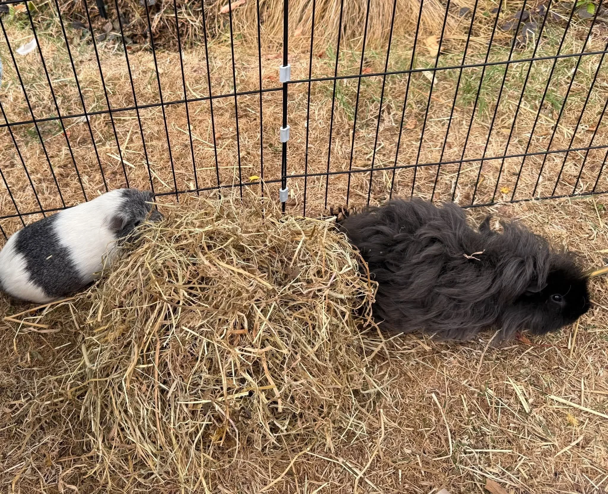 Jet-and-Nimbus-Guinea-Pigs-For-Adoption-With-HART-4.jpg