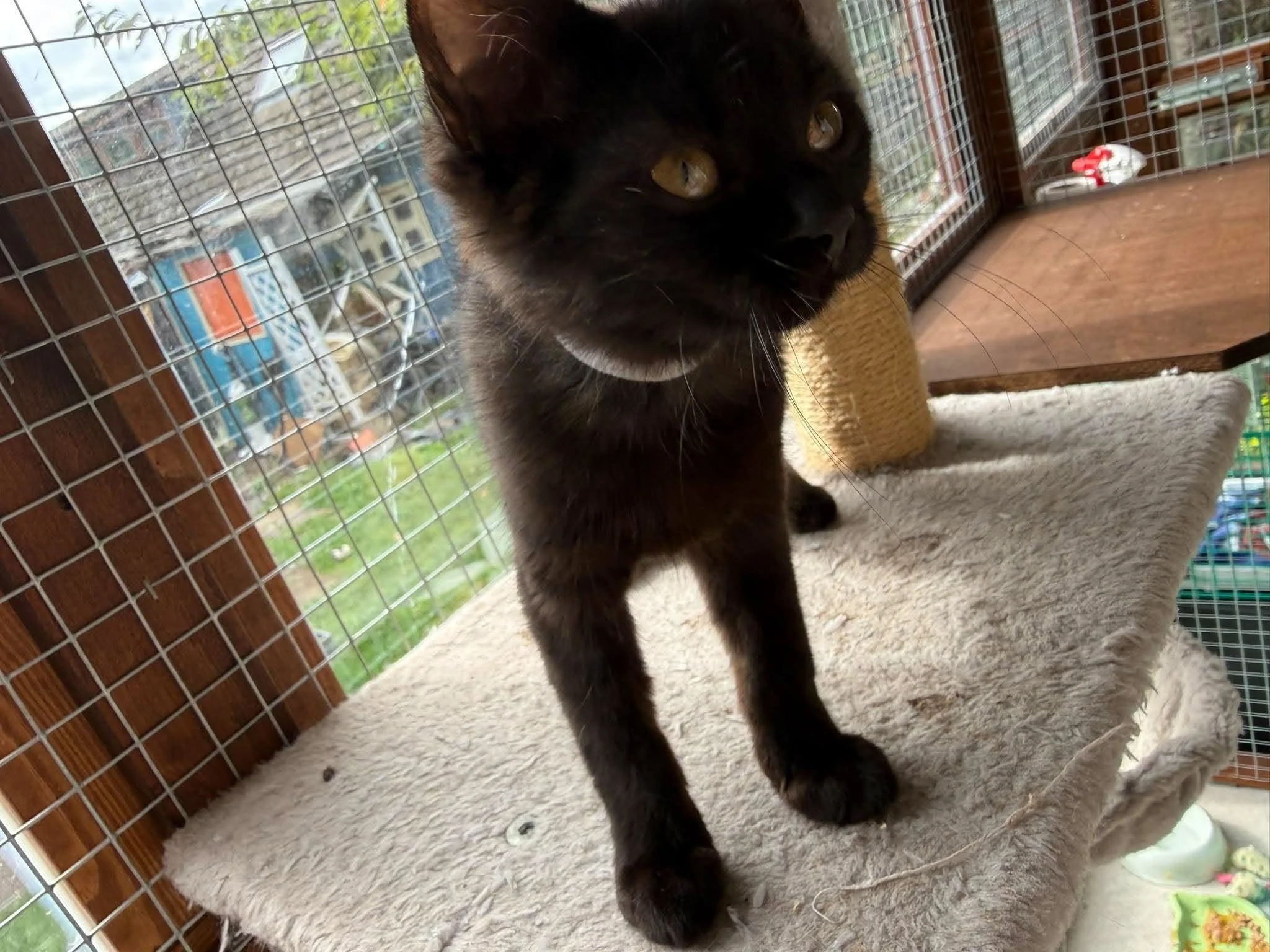 Raven-and-Rook-Kittens-For-Adoption-With-Hart-6.jpg