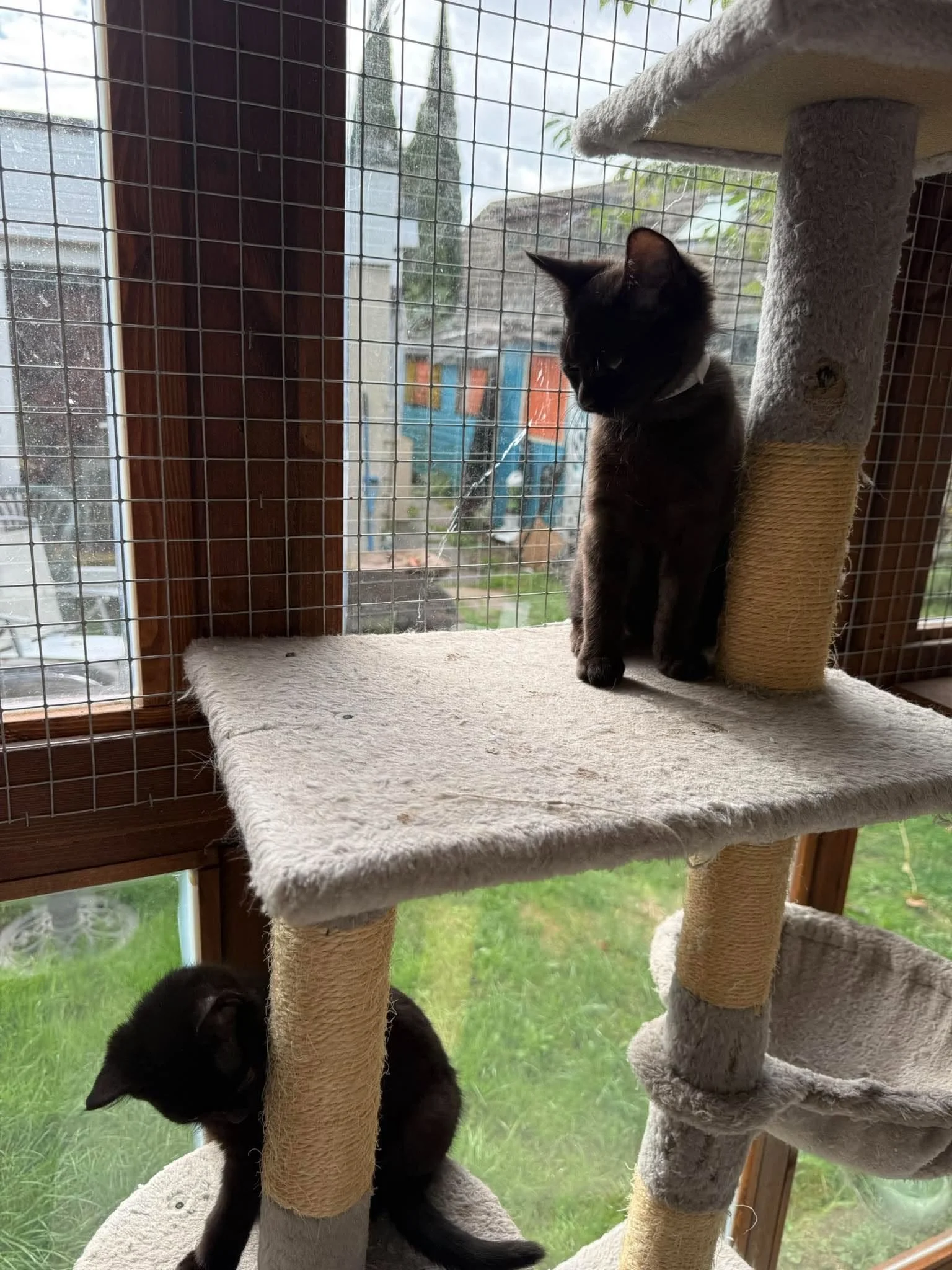 Raven-and-Rook-Kittens-For-Adoption-With-Hart-5.jpg