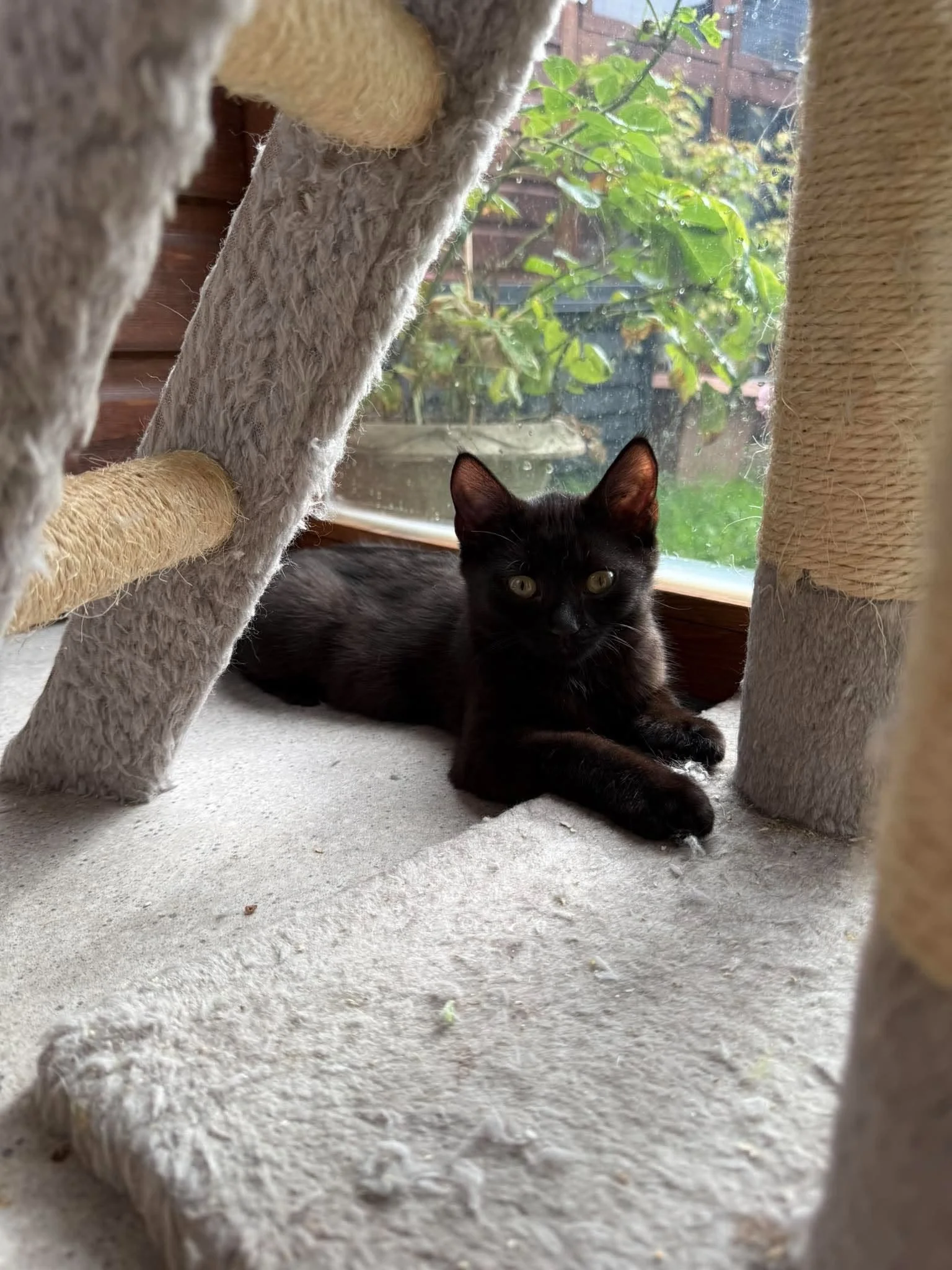 Raven-and-Rook-Kittens-For-Adoption-With-Hart-4.jpg