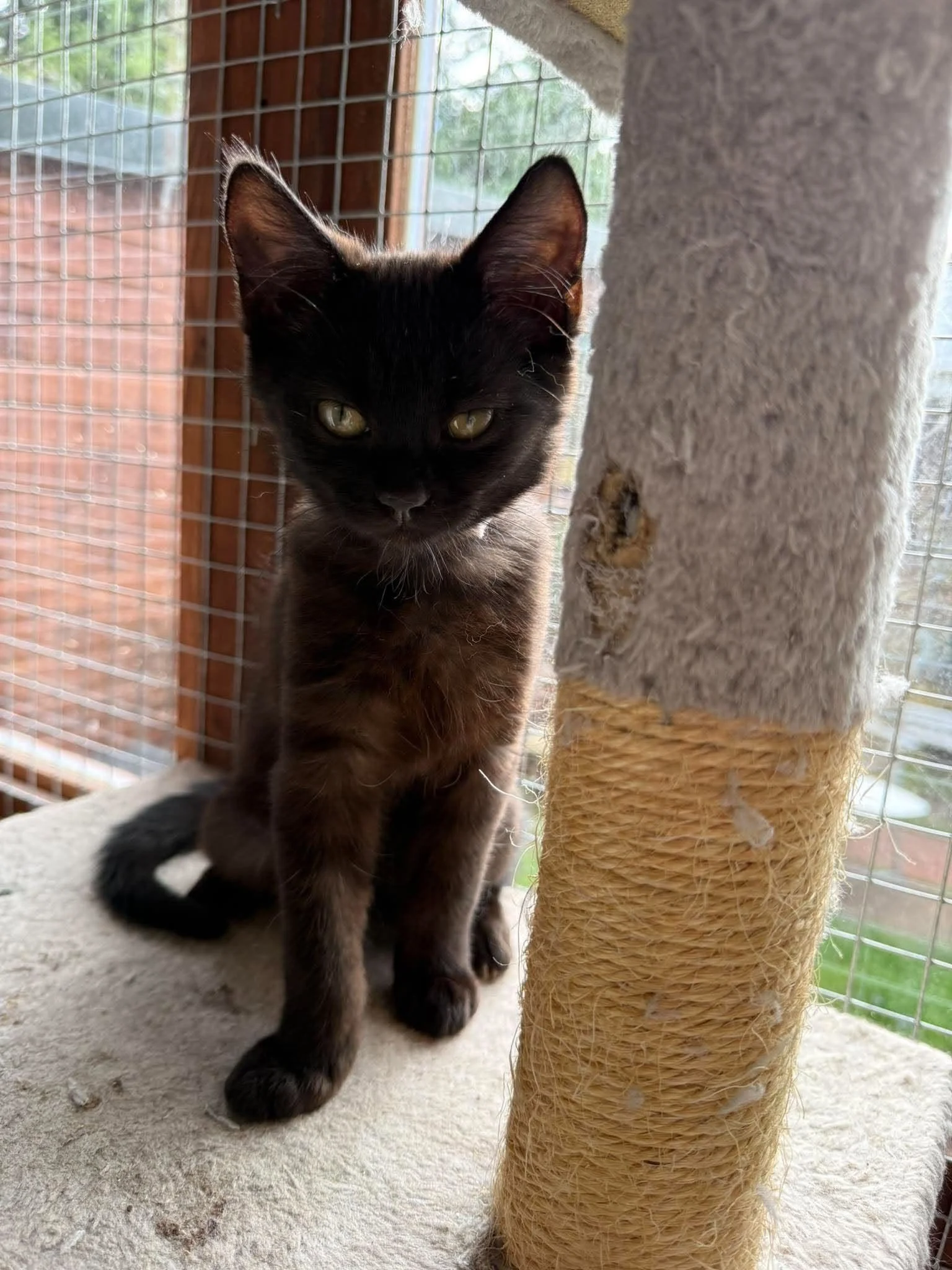 Raven-and-Rook-Kittens-For-Adoption-With-Hart-3.jpg