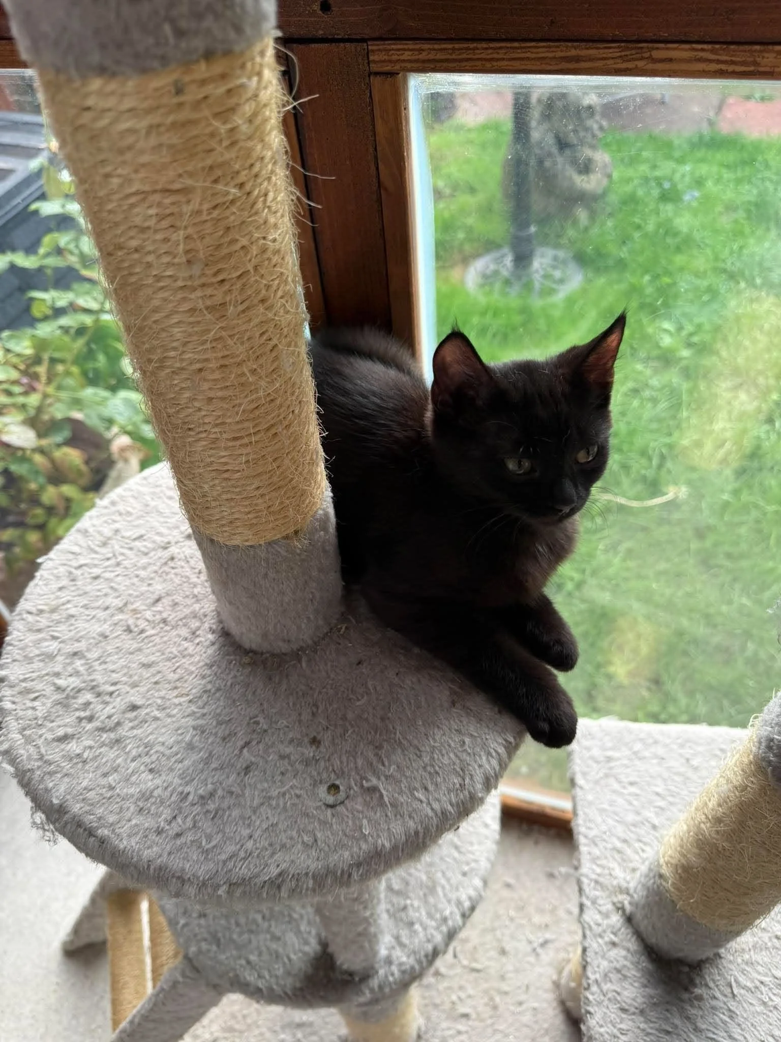 Raven-and-Rook-Kittens-For-Adoption-With-Hart-2.jpg
