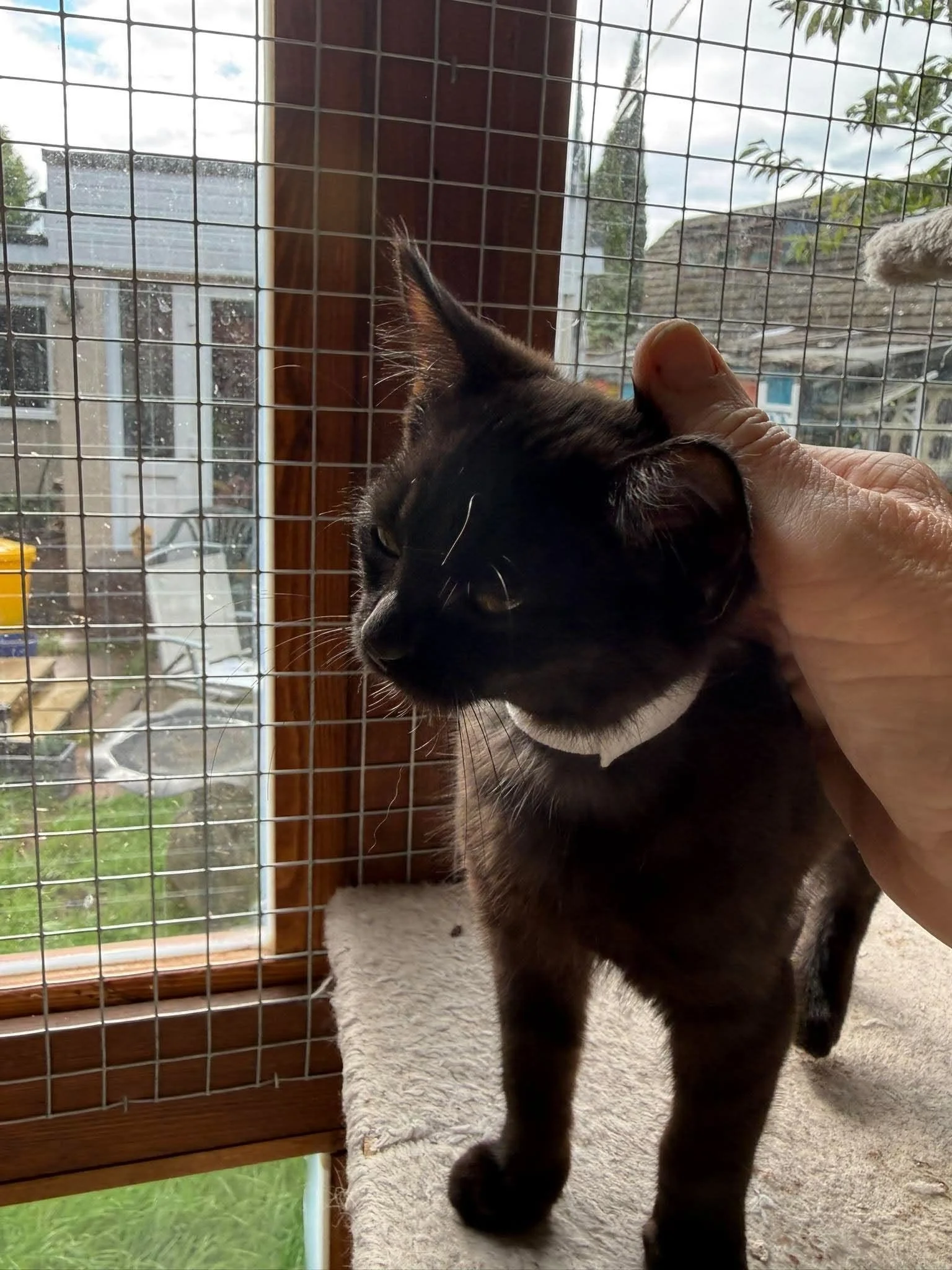 Raven-and-Rook-Kittens-For-Adoption-With-Hart.jpg