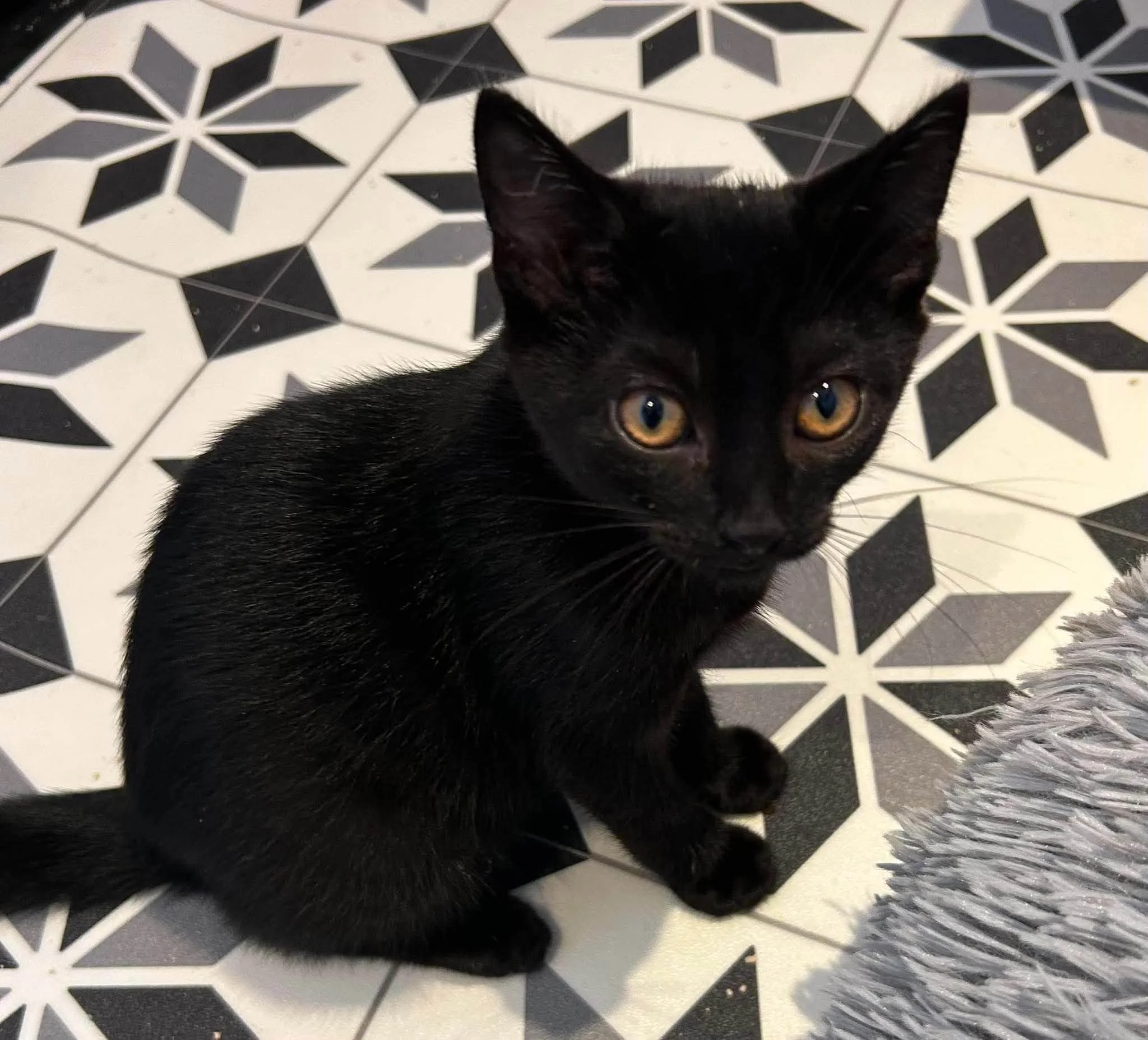 Morph-Kitten-For-Adoption-With-Hart-1.jpg