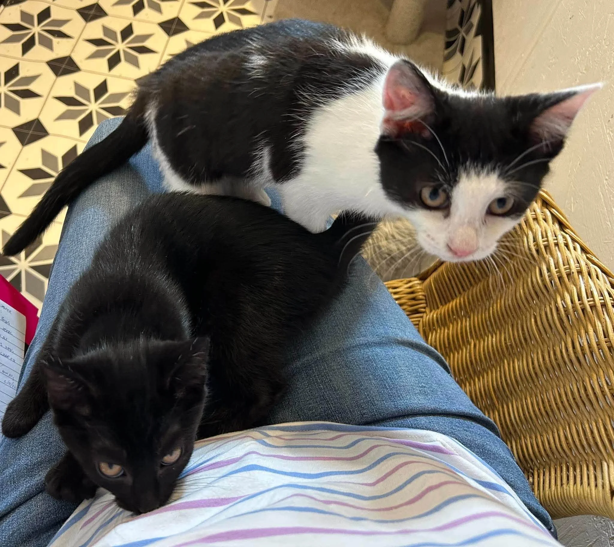 Neo-and-Morph-Kittens-For-Adoption-With-Hart-2.jpg