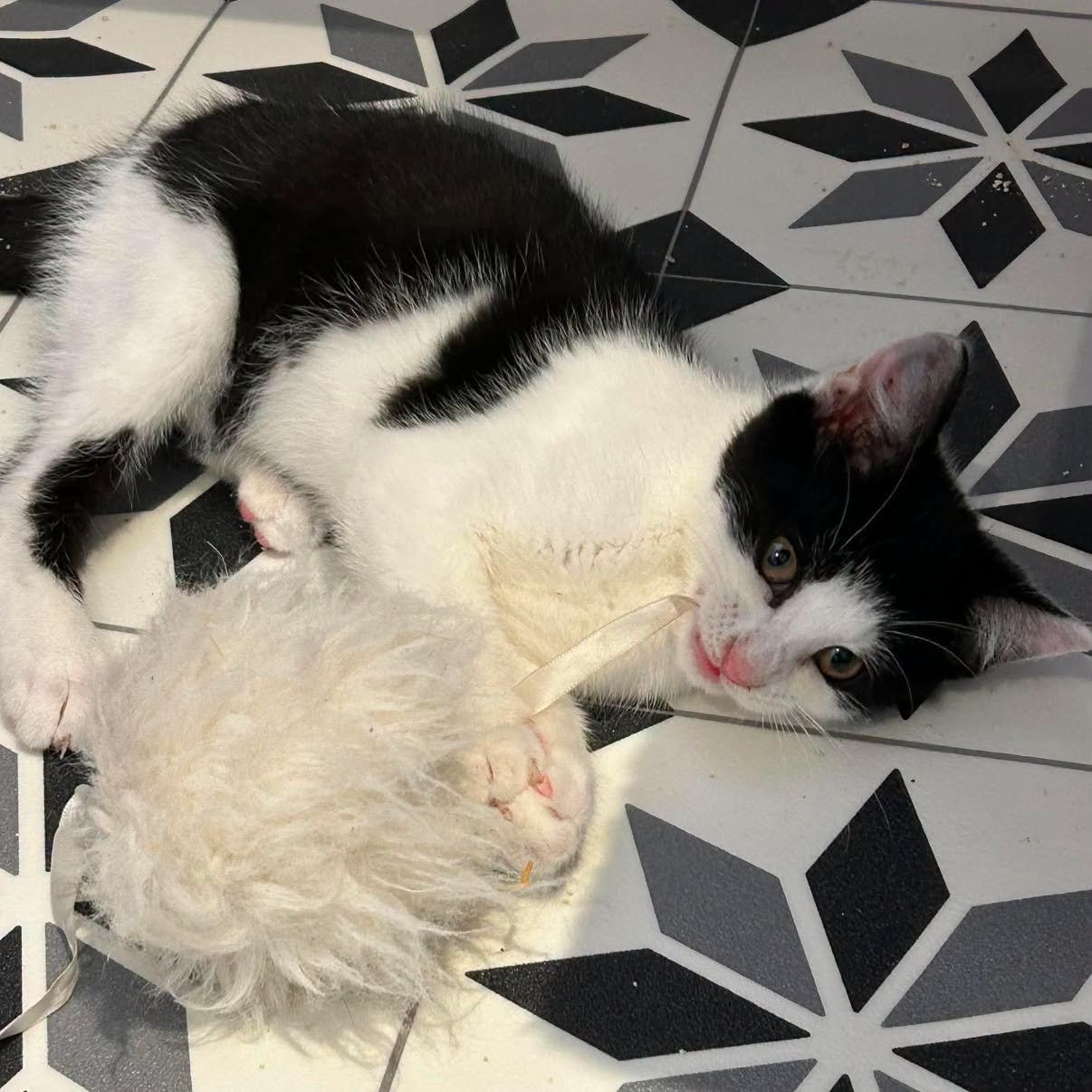 Neo-Kitten-For-Adoption-With-Hart-1.jpg