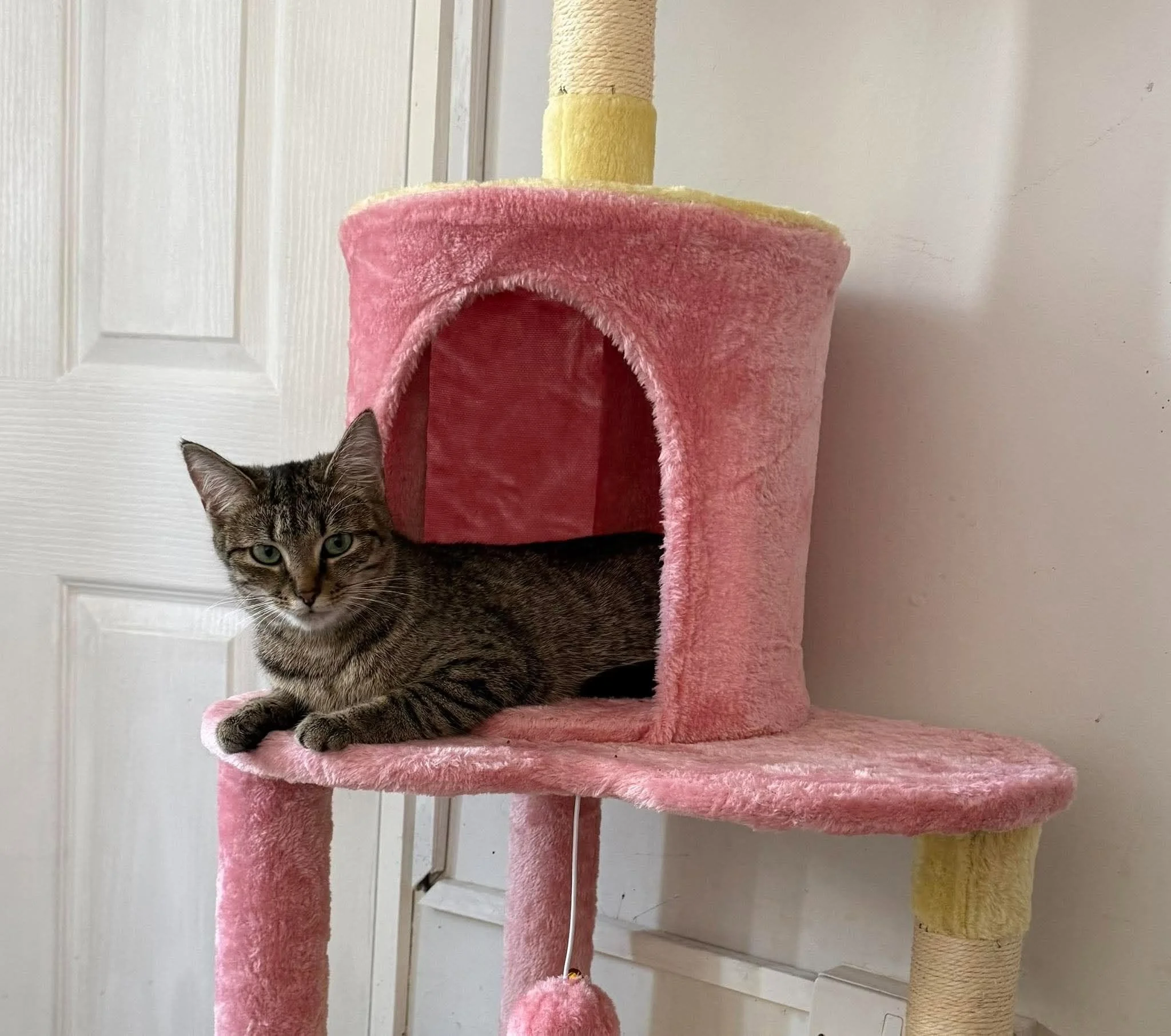 Custard-Cat-For-Adoption-With-Hart-1.jpg