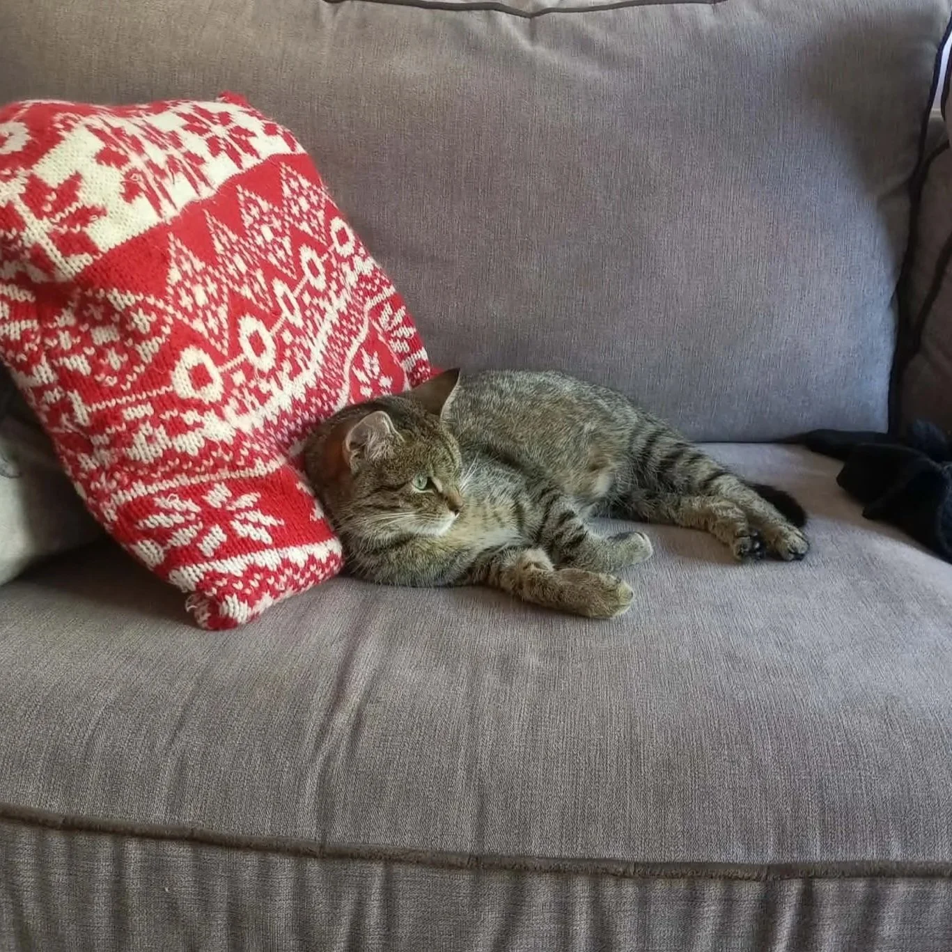 Custard-Cat-For-Adoption-With-Hart-2.jpg