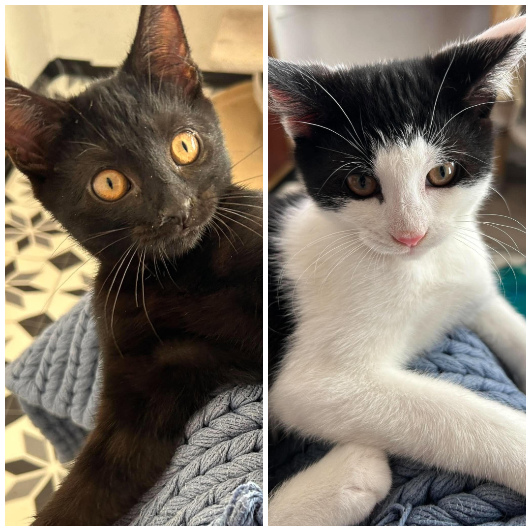 Neo &amp; Morph - Happily homed