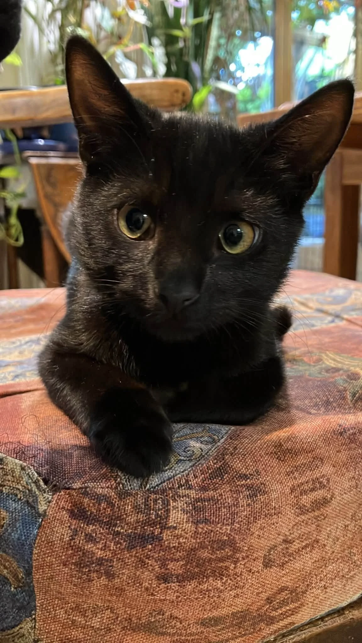 Warsaw-Kitten-For-Adoption-With-Hart-1.jpg