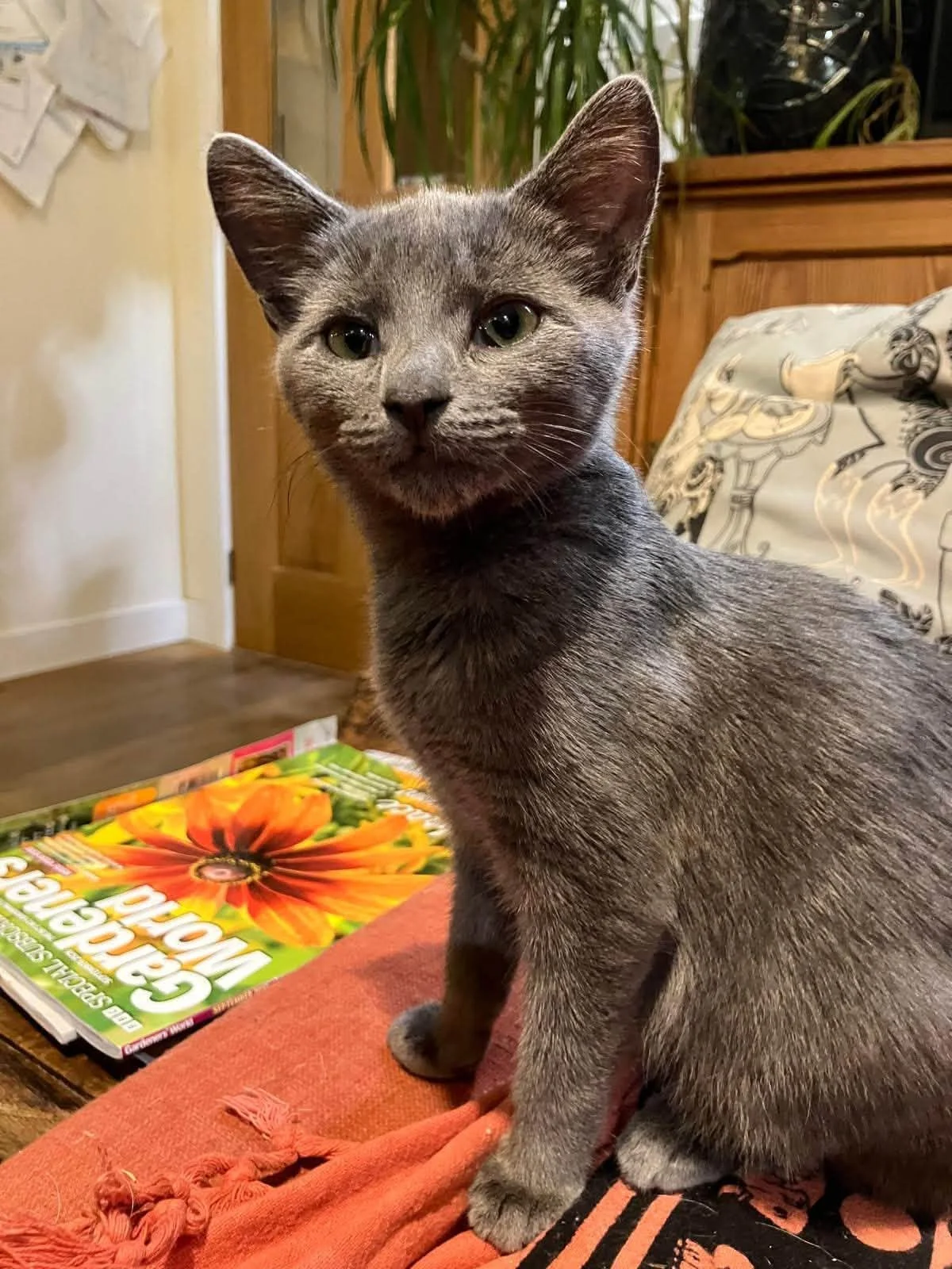 Marrakesh-Kitten-For-Adoption-With-Hart-1.jpg