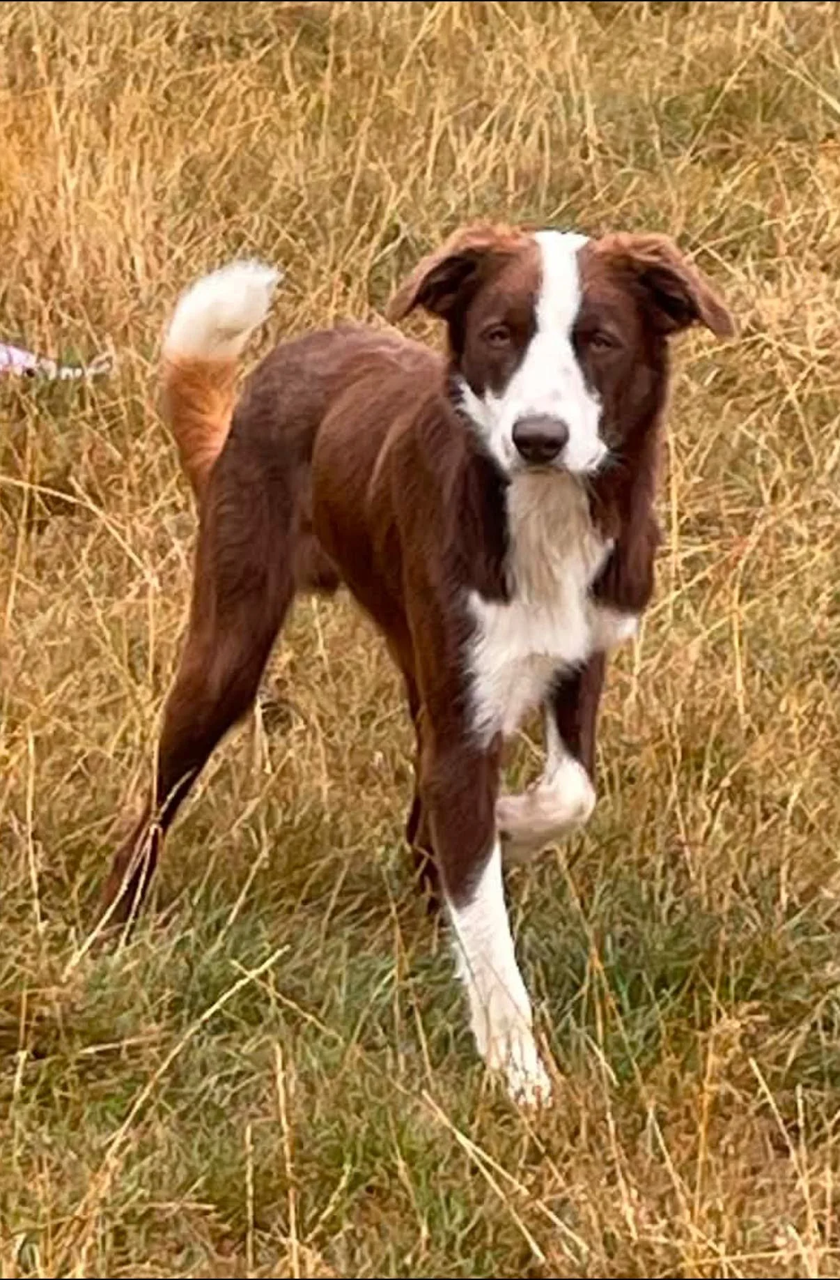 Frankie-Bearded-Collie-x-Border-Collie-Dog-For-Adoption-With-Hay-Animal-Rescue-Team-5.jpg