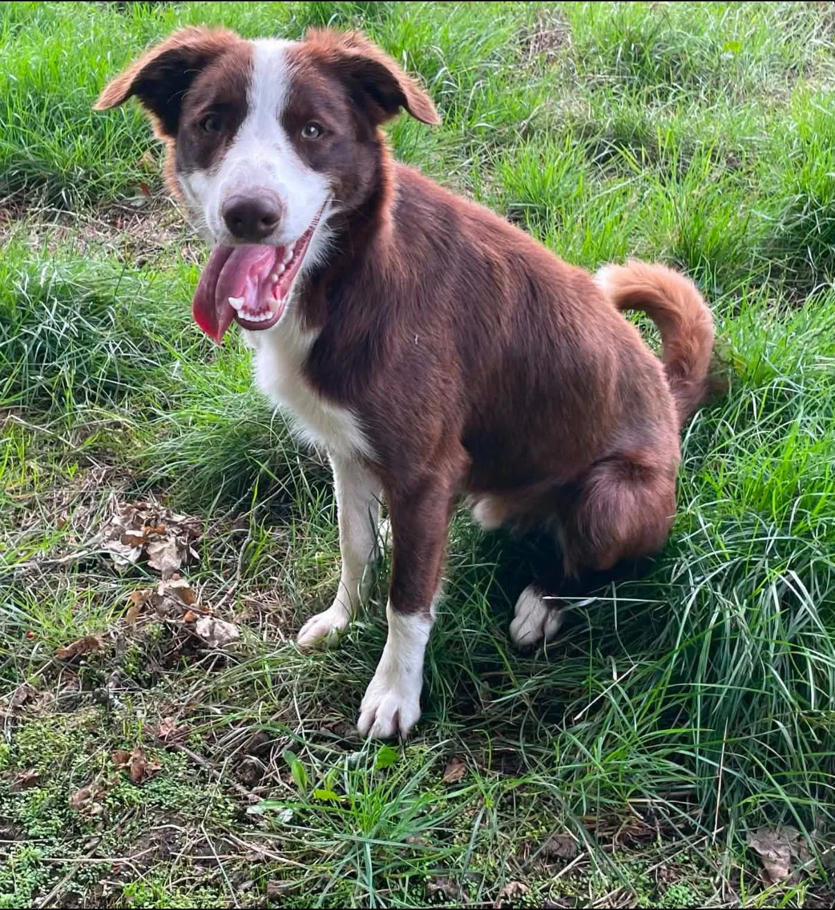 Frankie-Bearded-Collie-x-Border-Collie-Dog-For-Adoption-With-Hay-Animal-Rescue-Team-3.jpg