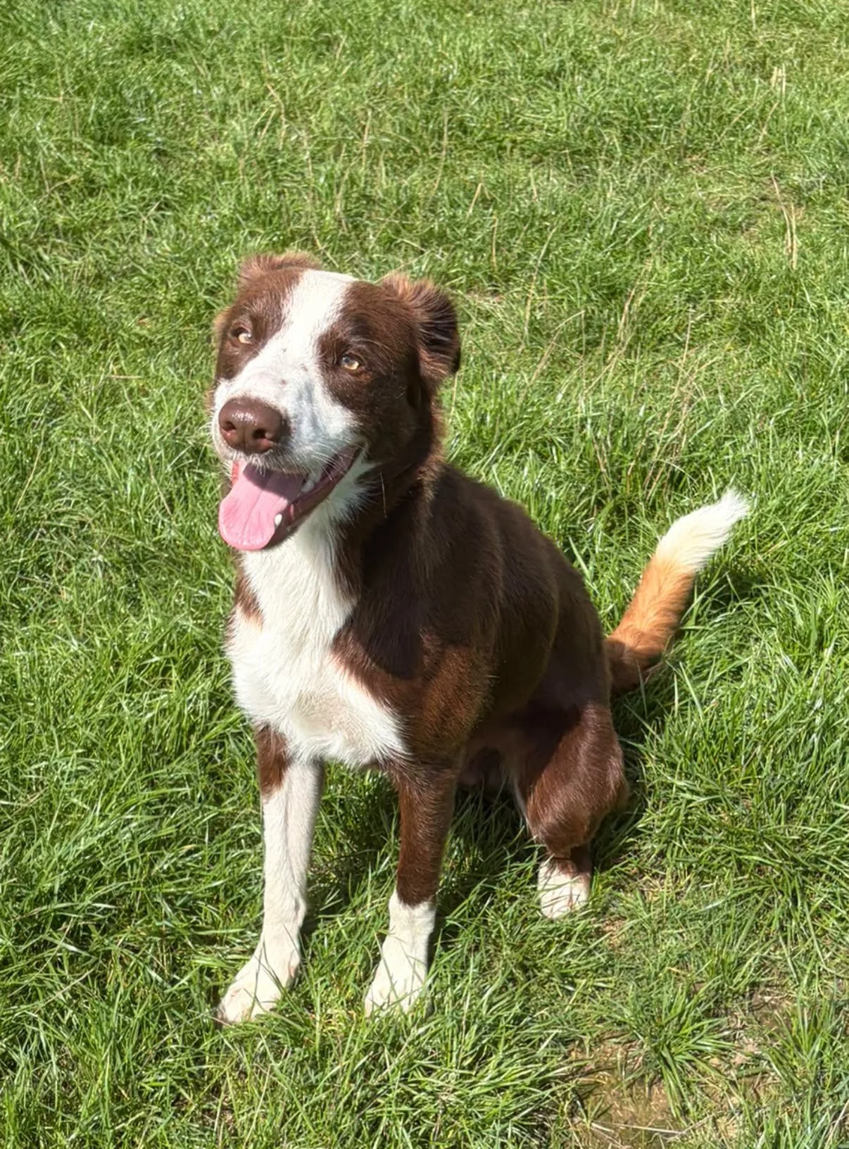 Frankie-Bearded-Collie-x-Border-Collie-Dog-For-Adoption-With-Hay-Animal-Rescue-Team-2.jpg