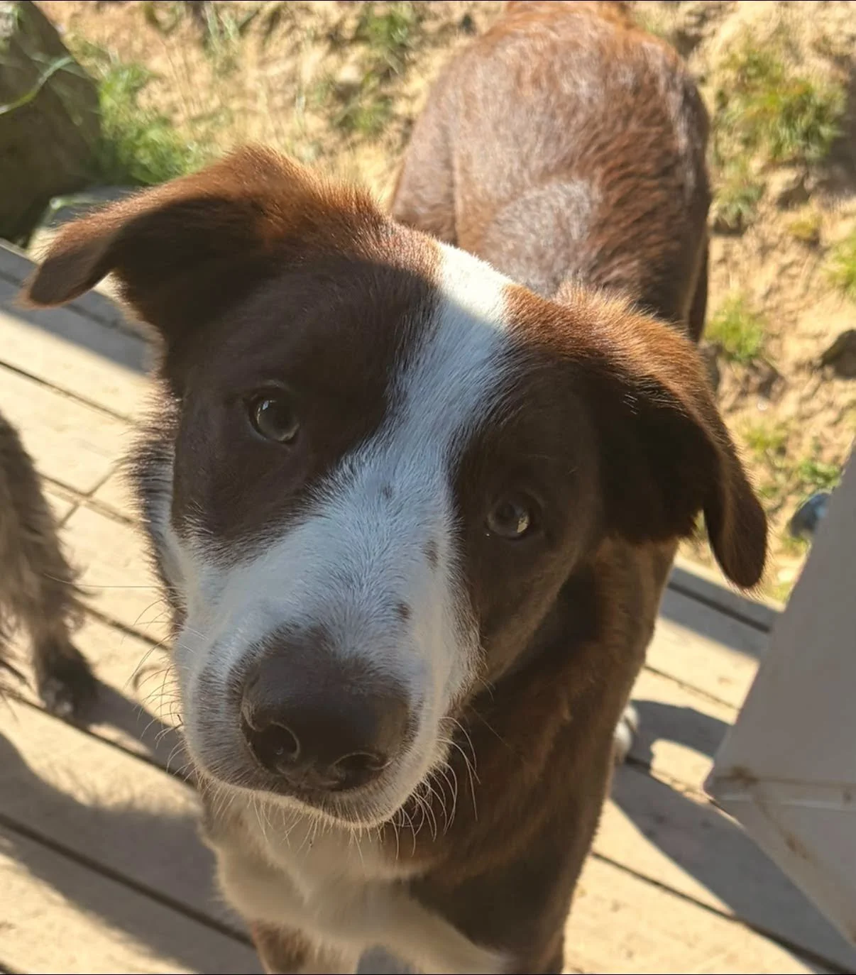 Frankie-Bearded-Collie-x-Border-Collie-Dog-For-Adoption-With-Hay-Animal-Rescue-Team-6.jpg
